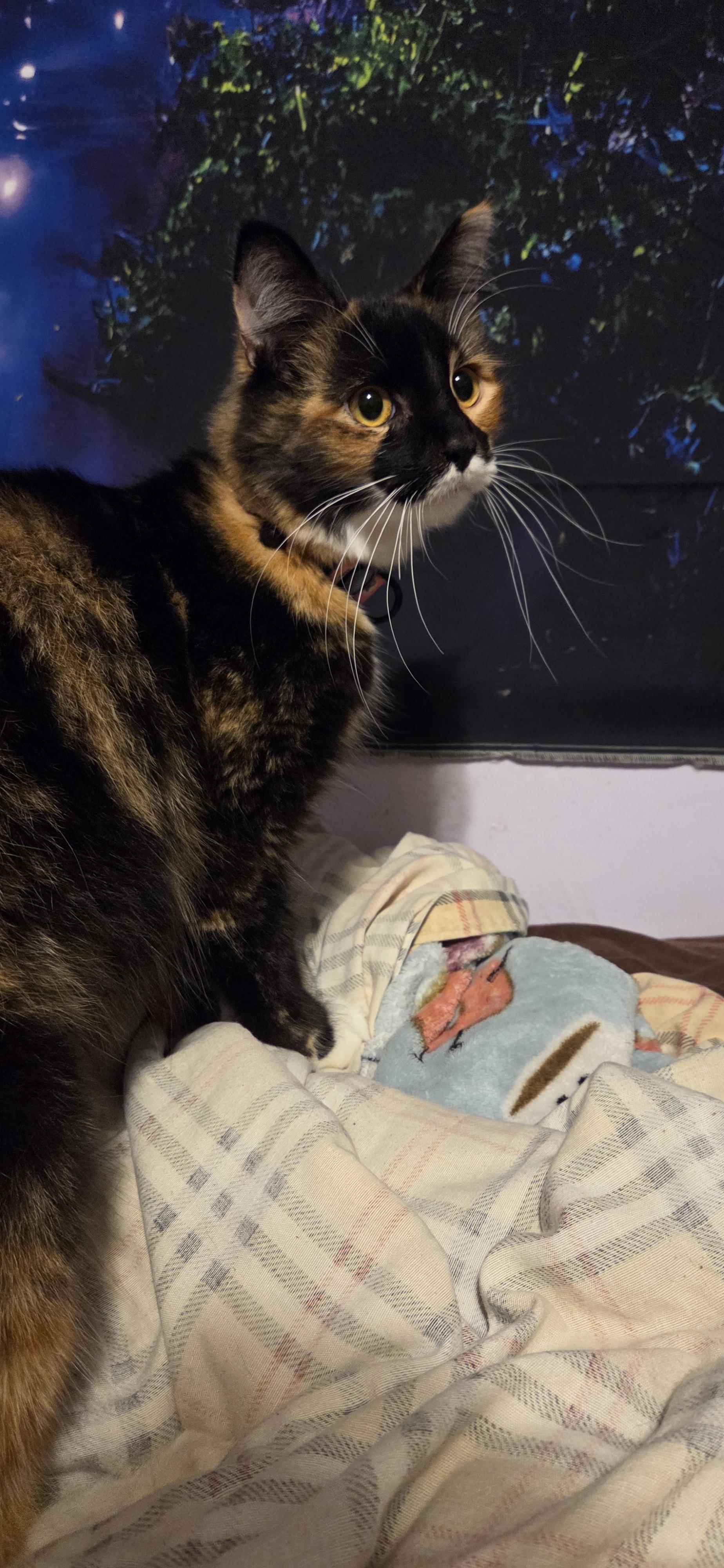 Khione, adopted, Adult Female Domestic Medium Hair & Calico.
