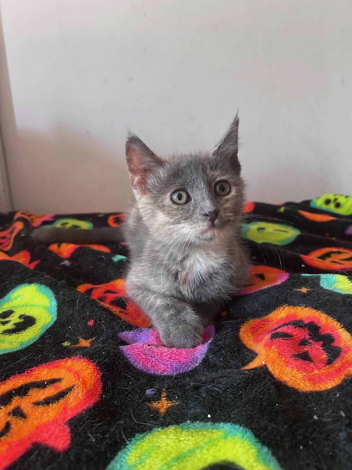 Enlarge Rocky Road, a Adopted Domestic Short Hair in Castro Valley, CA image 1/3