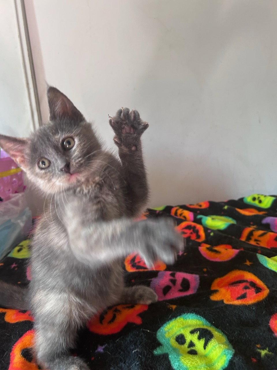 Enlarge Rocky Road, a Adopted Domestic Short Hair in Castro Valley, CA image 2/3