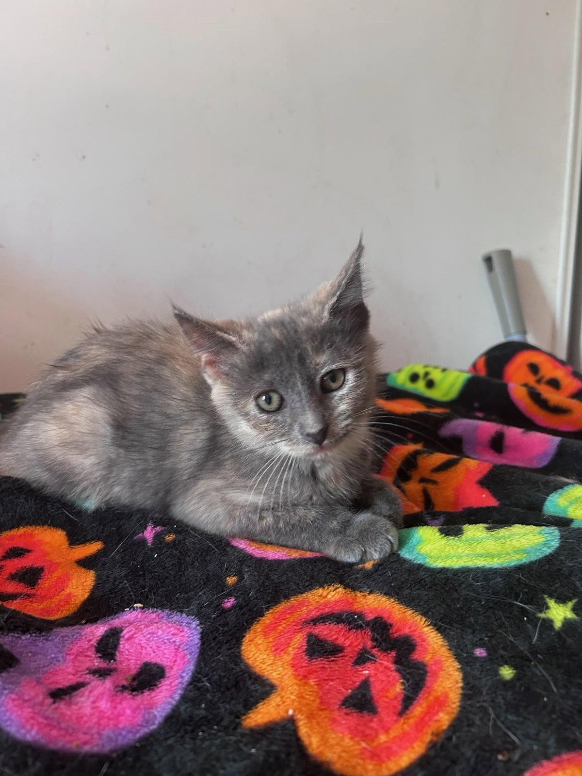 Enlarge Rocky Road, a Adopted Domestic Short Hair in Castro Valley, CA image 3/3