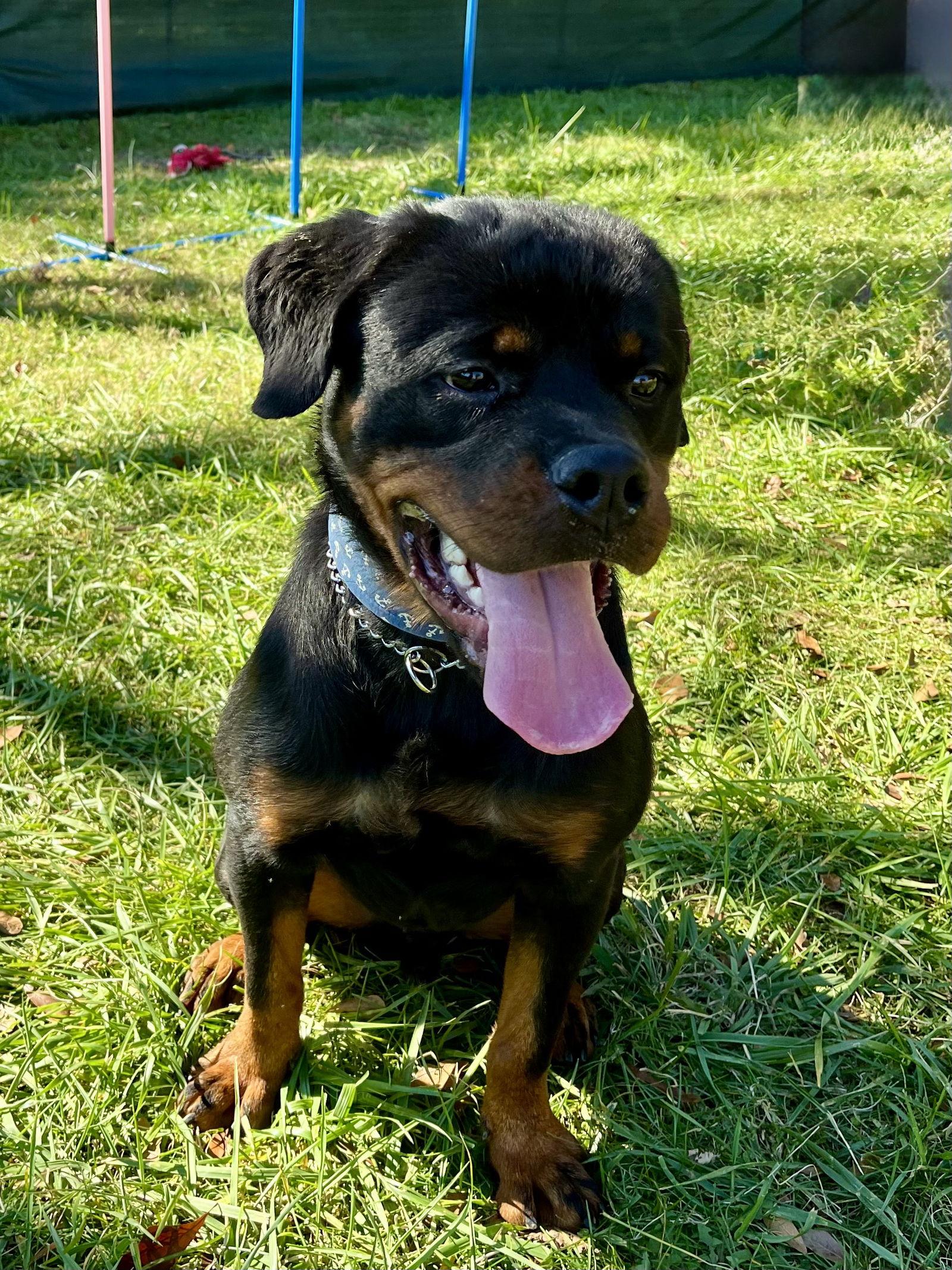Enlarge Ash, a Adoptable Rottweiler in Mooresville, NC image 1/3
