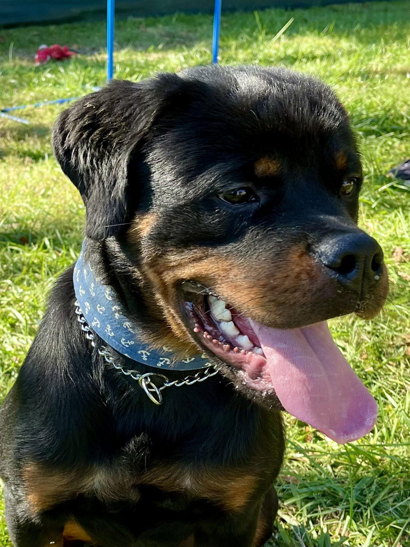 Enlarge Ash, a Adoptable Rottweiler in Mooresville, NC image 2/3