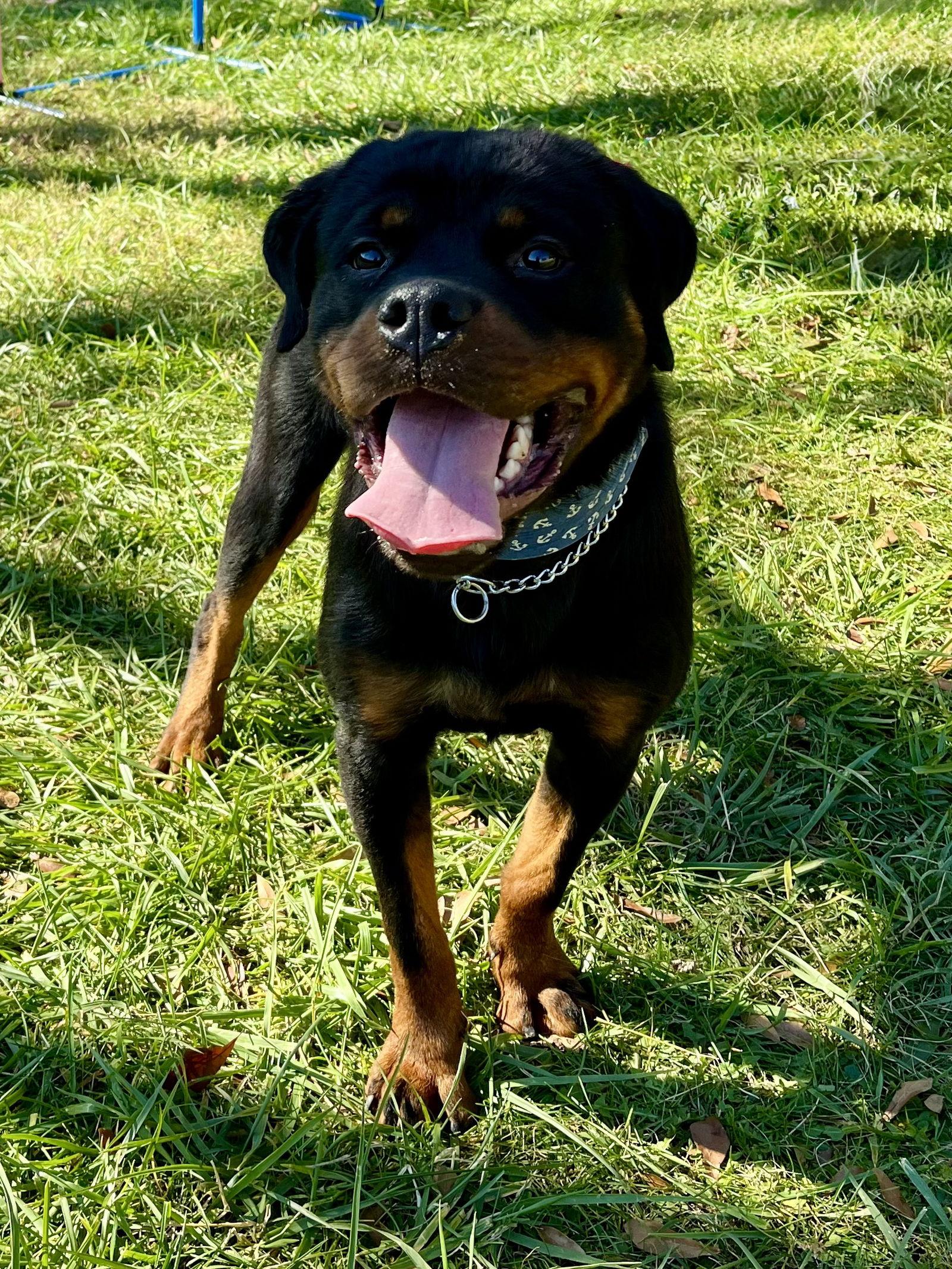 Ash, a Adoptable Rottweiler in Mooresville, NC image 1/3