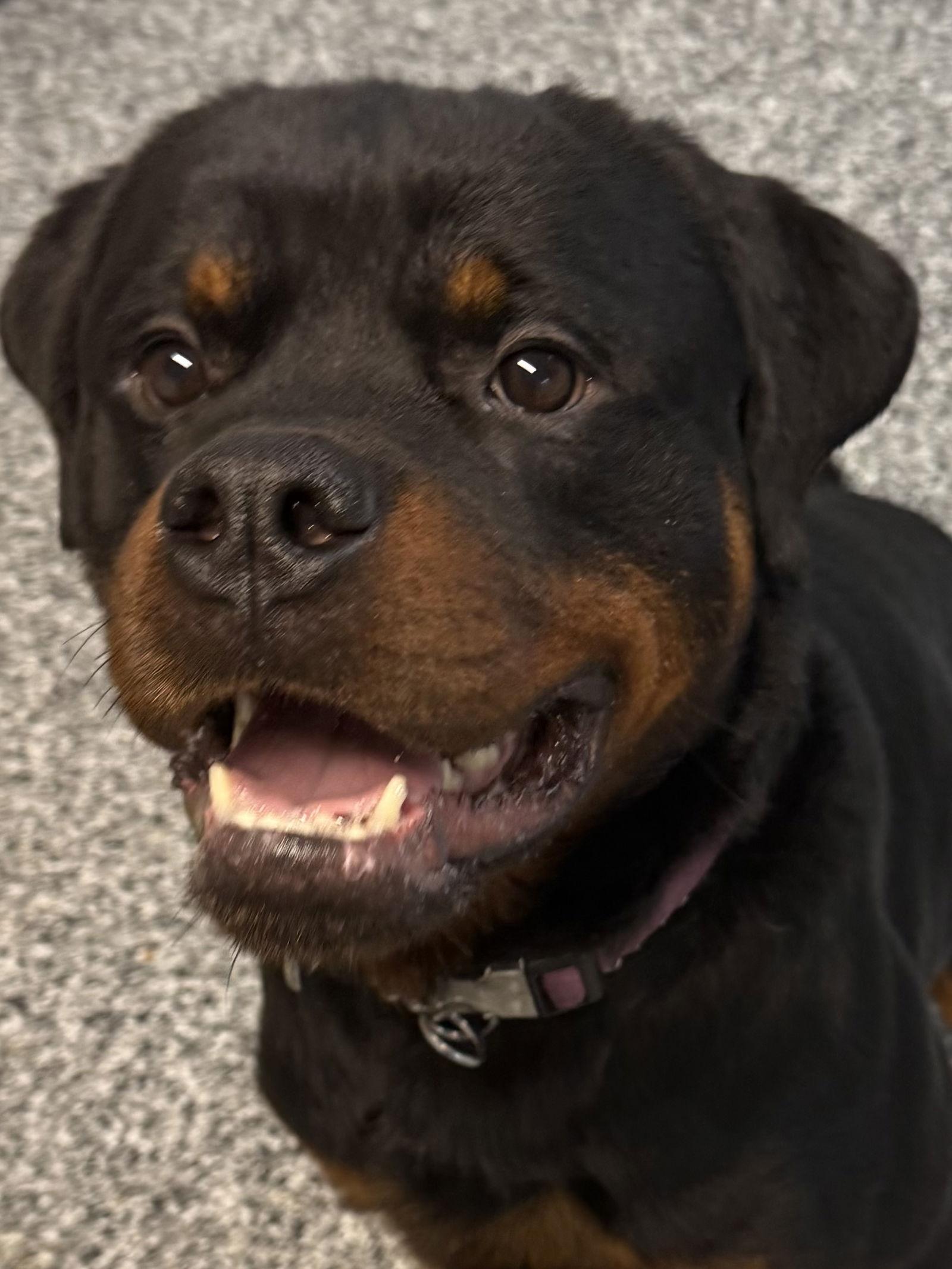 Enlarge Dash, a Adoptable Rottweiler in Mooresville, NC image 1/3