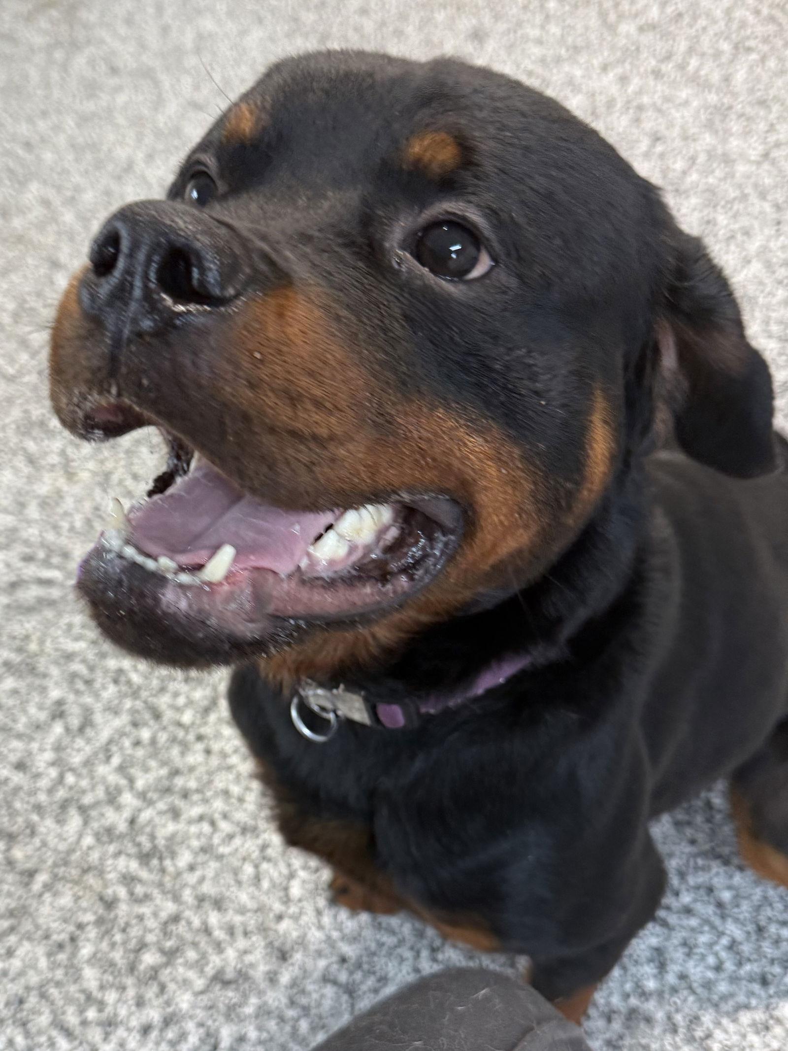 Enlarge Dash, a Adoptable Rottweiler in Mooresville, NC image 2/3