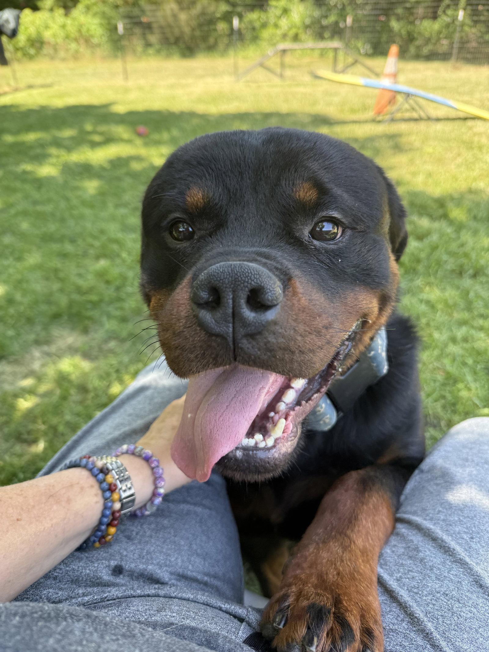 Enlarge Ash, a Adoptable Rottweiler in Mooresville, NC image 2/3