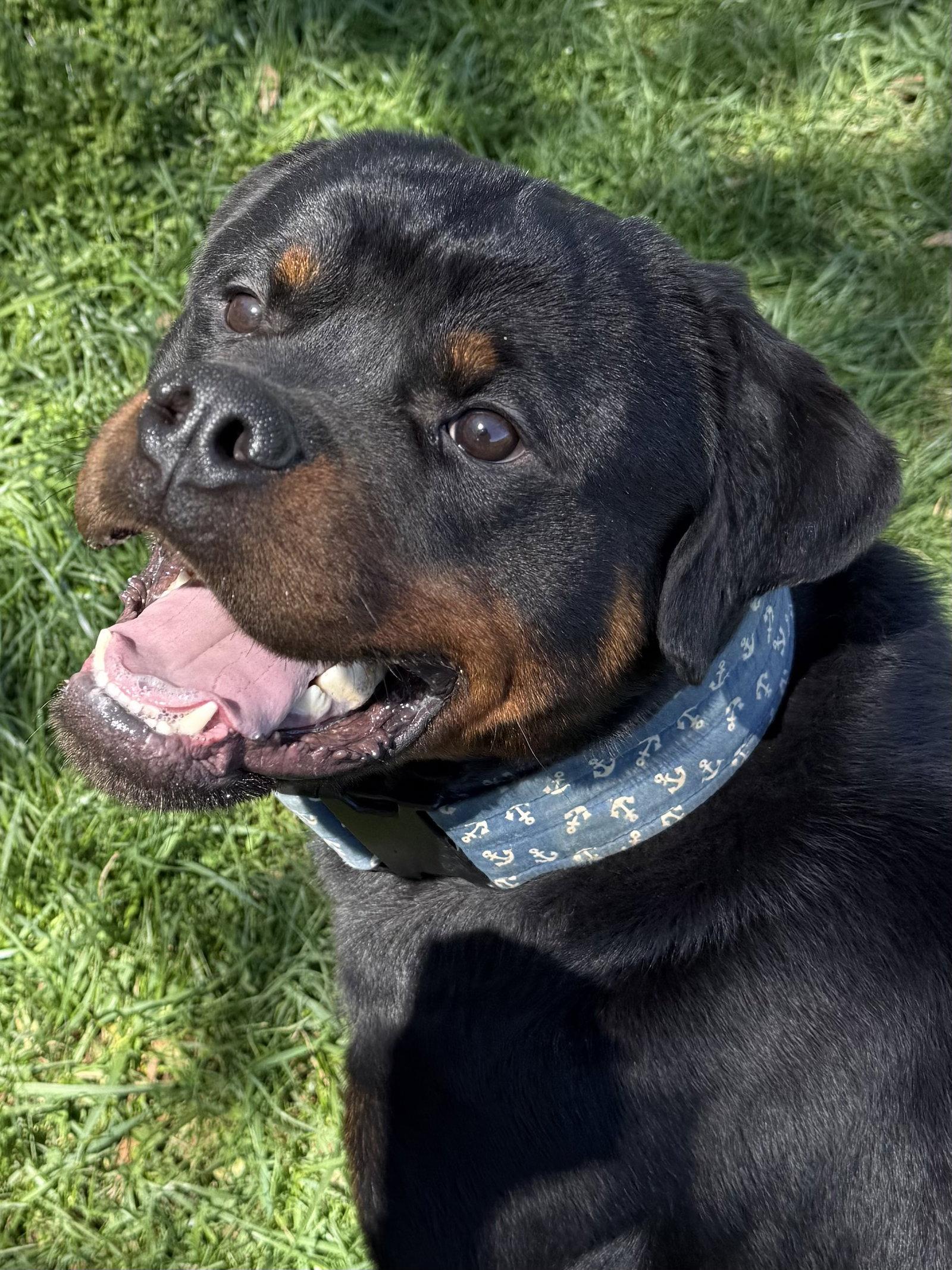 Enlarge Ash, a Adoptable Rottweiler in Mooresville, NC image 3/3