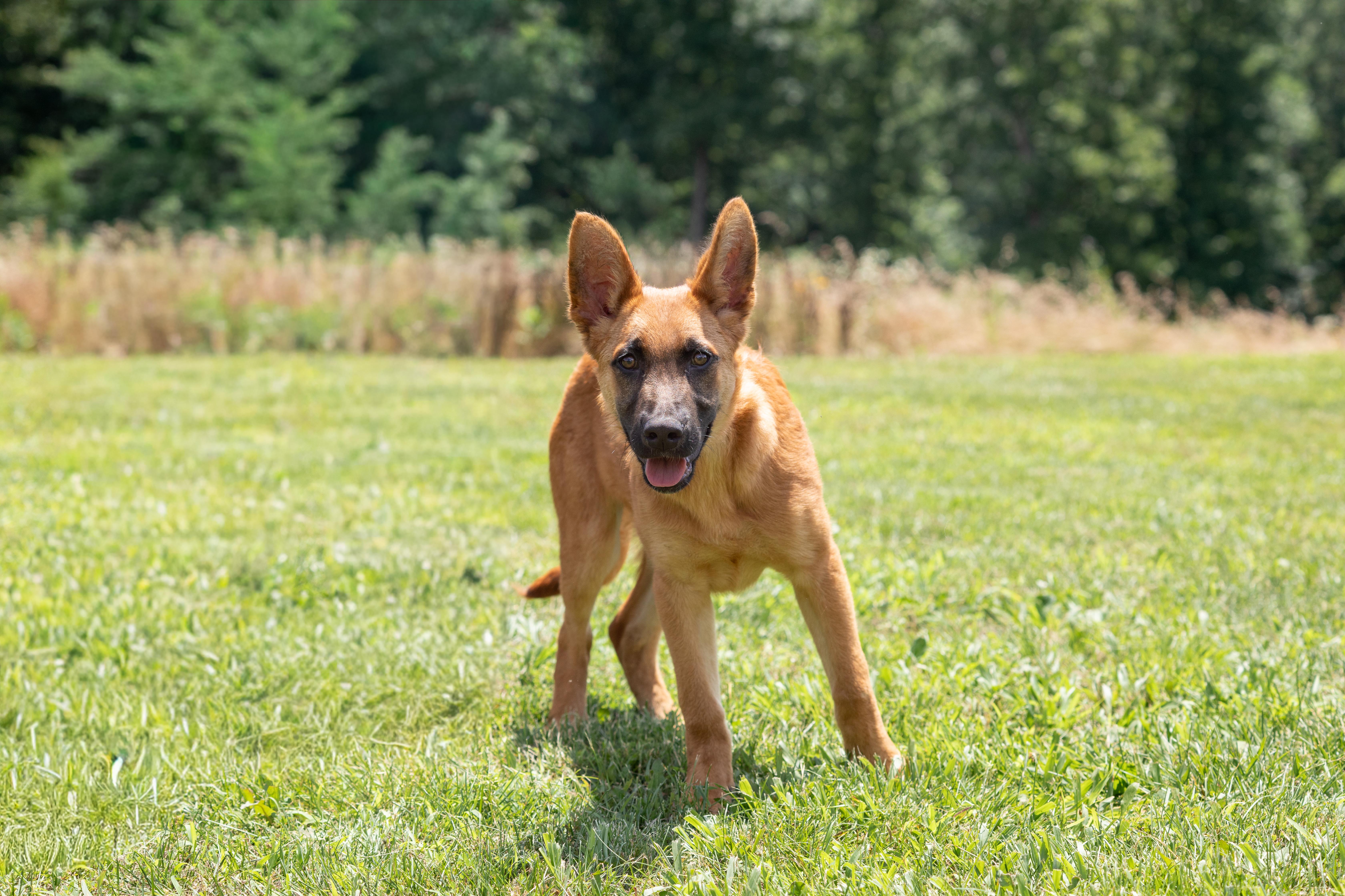 Dobby, adopted, Puppy Male German Shepherd Dog.
