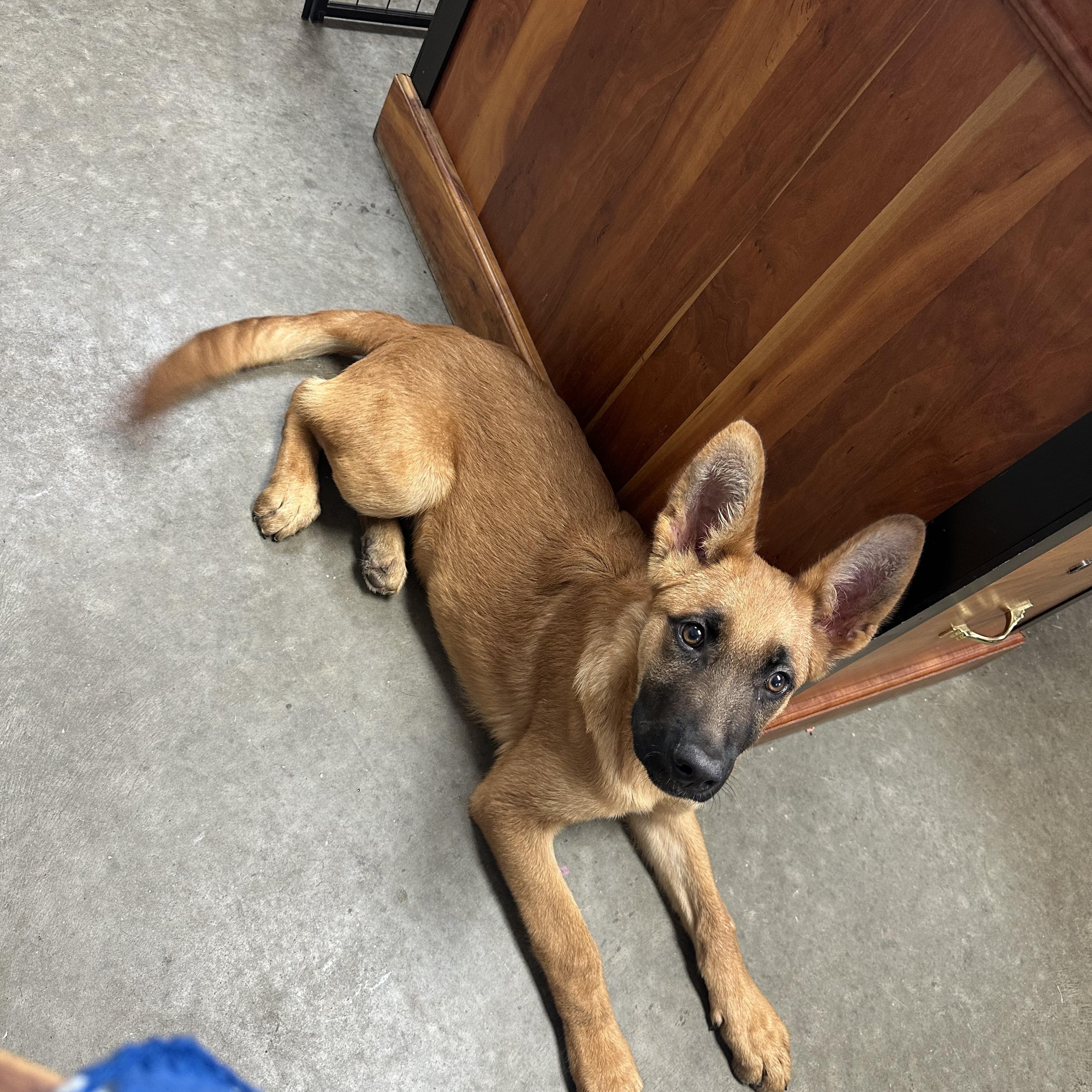 Enlarge Dobby, an adopted mixed breed in Dixon, KY image 2/2