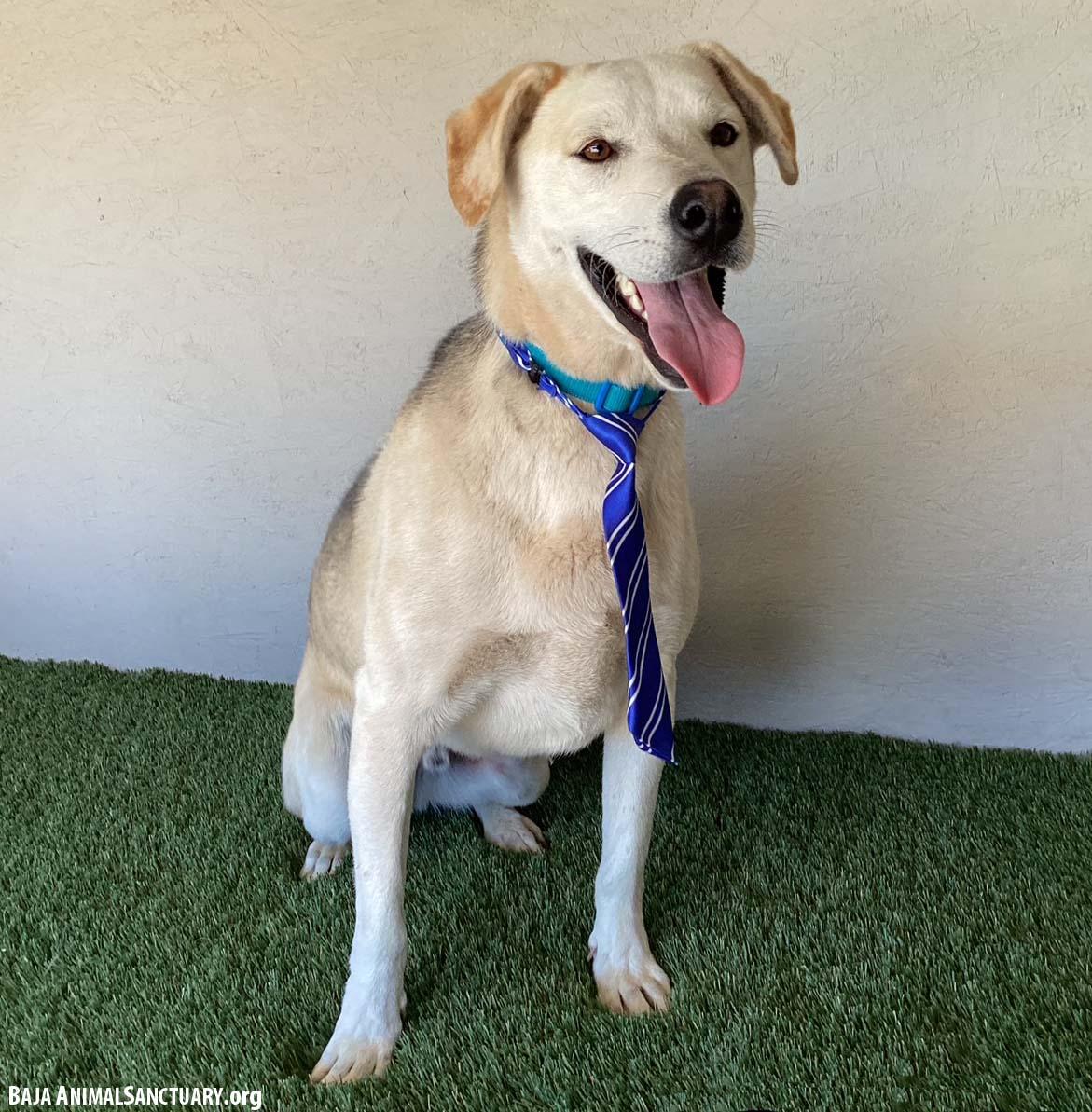 Mathias, a Adoptable mixed breed in San Diego, CA image 4/5