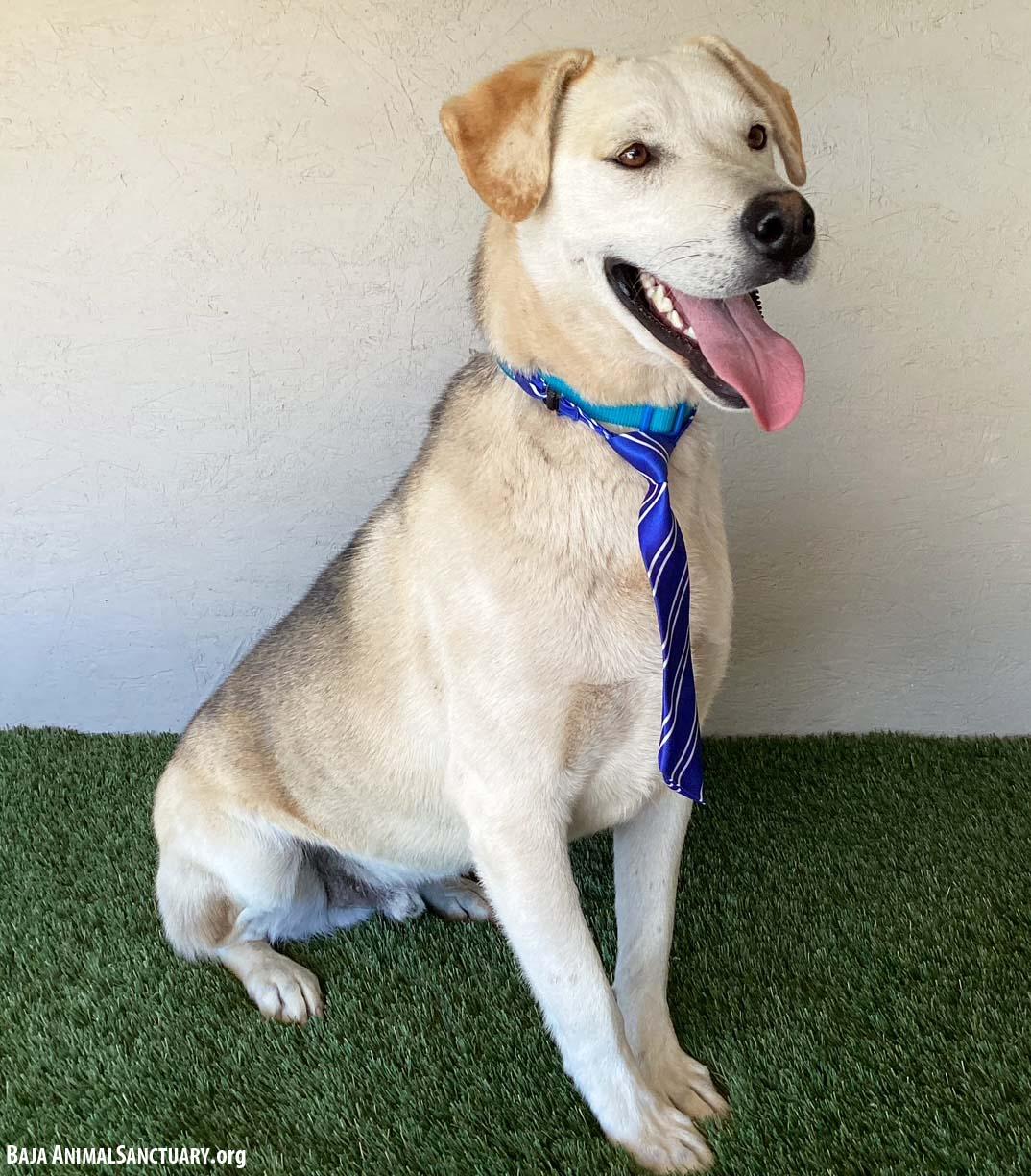 Mathias, a Adoptable mixed breed in San Diego, CA image 2/5