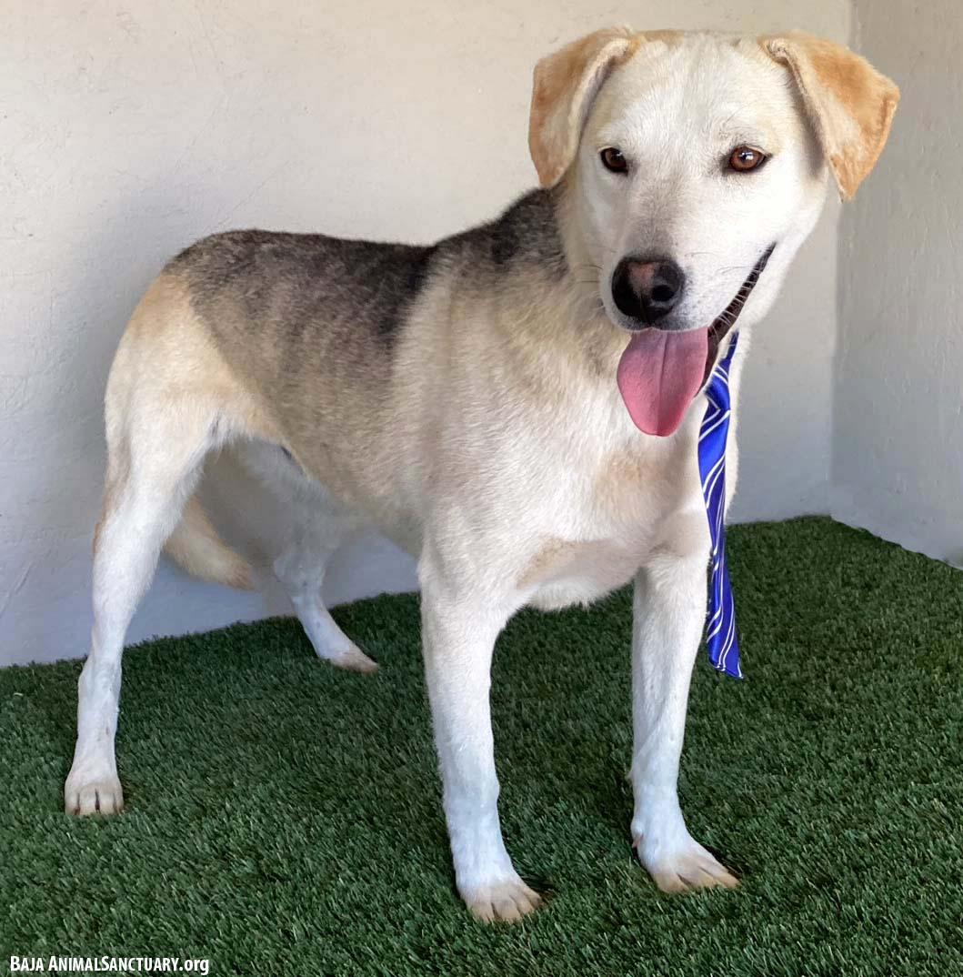 Mathias, a Adoptable mixed breed in San Diego, CA image 3/5