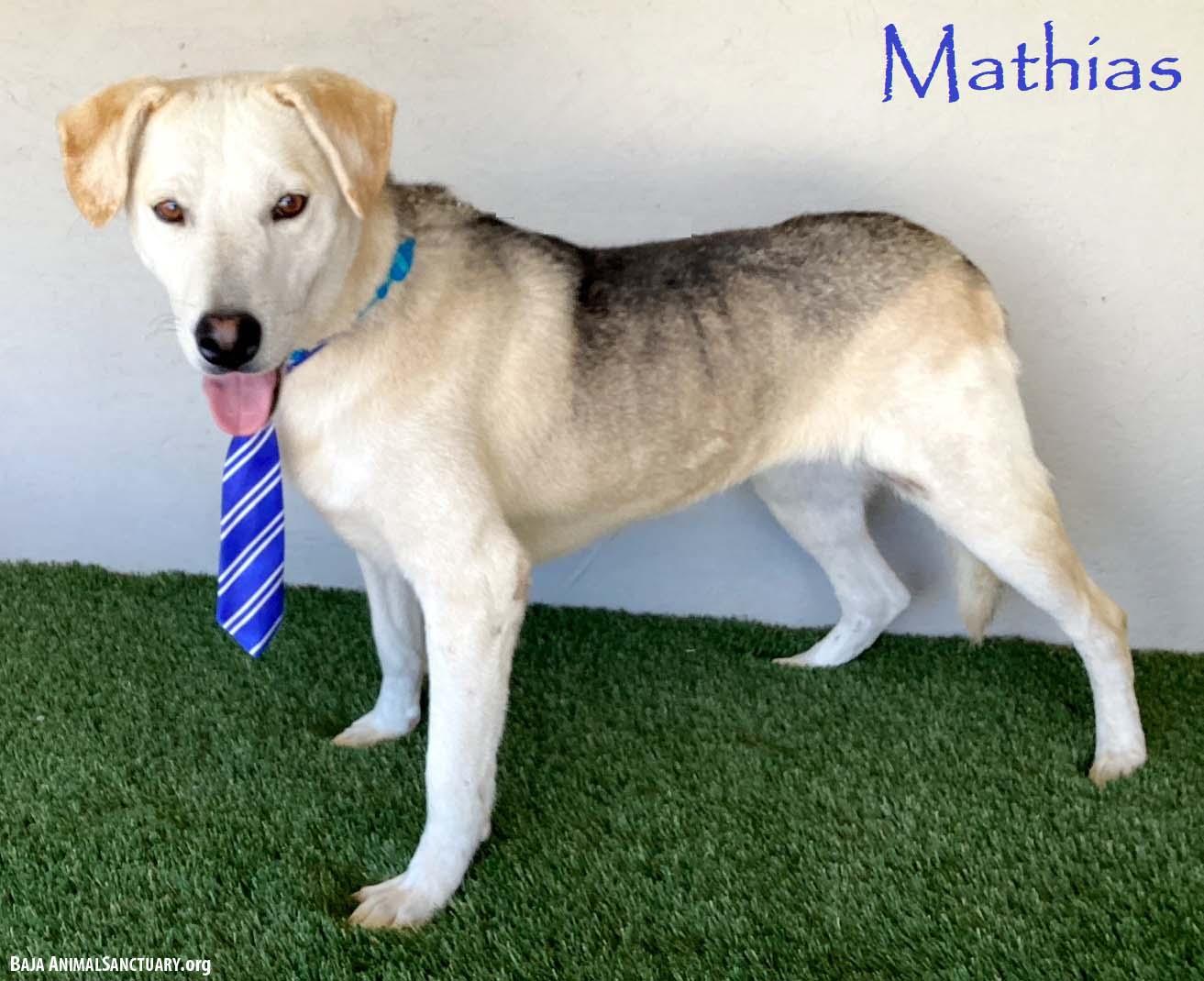Mathias, a Adoptable mixed breed in San Diego, CA image 1/5