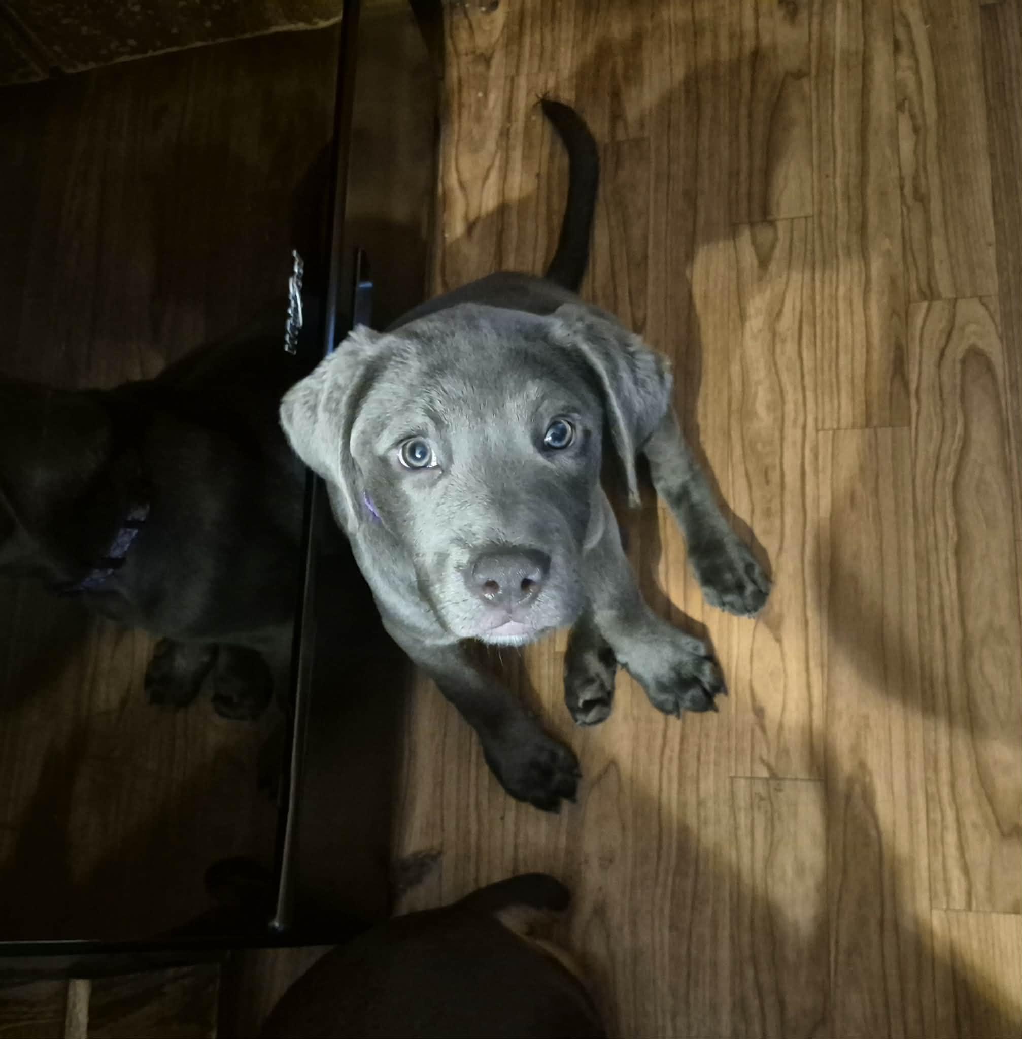 Enlarge sylvi, a ADOPTABLE Labrador Retriever in Byron, IL image 2/4