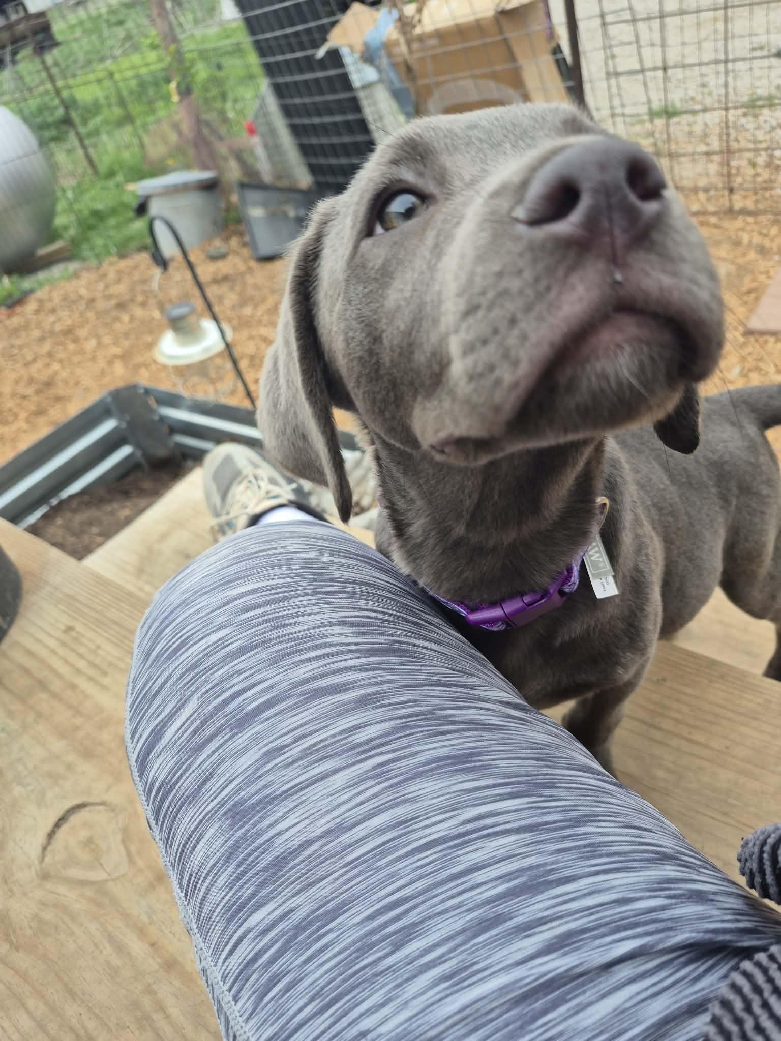 Enlarge sylvi, a ADOPTABLE Labrador Retriever in Byron, IL image 4/4