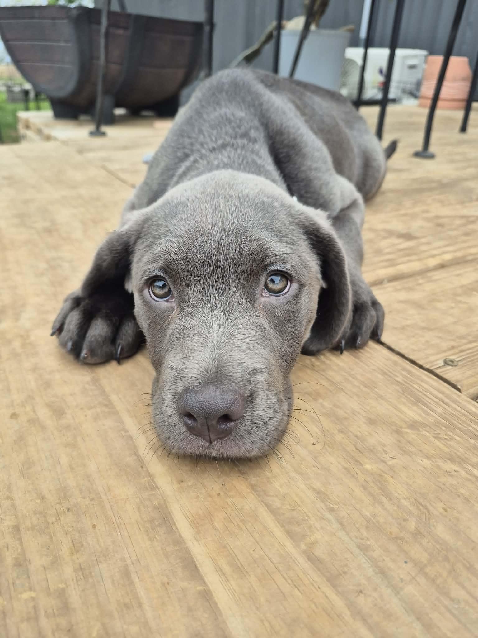 Enlarge sylvi, a ADOPTABLE Labrador Retriever in Byron, IL image 3/4