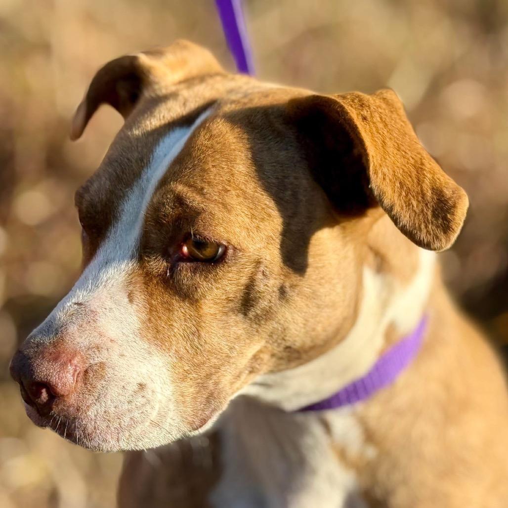 Izzie, a Adoptable mixed breed in Chelsea, MI image 4/6