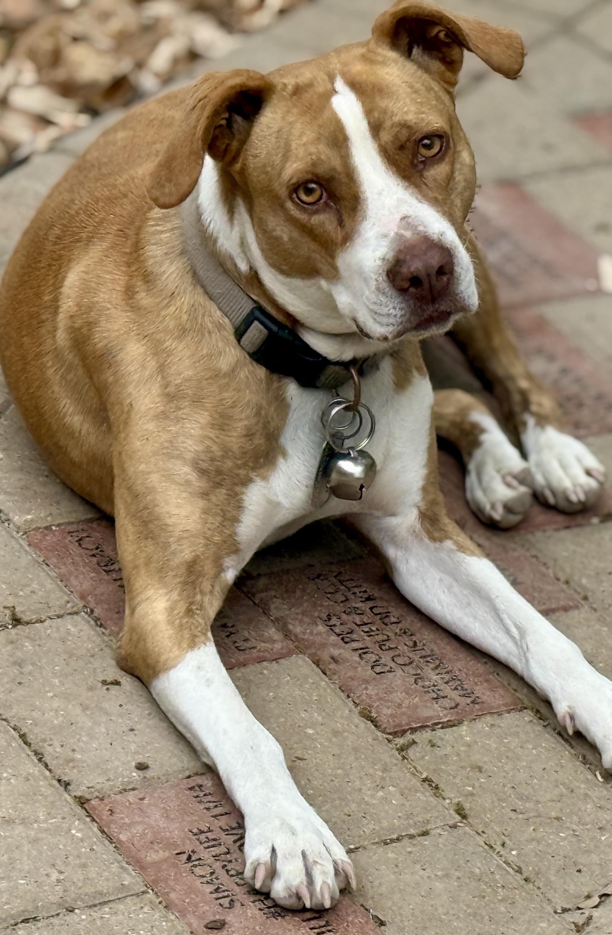 Izzie, a Adoptable mixed breed in Chelsea, MI image 3/6