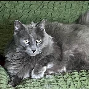 Mikey, an adopted Domestic Long Hair in Queenstown, MD image 2/4