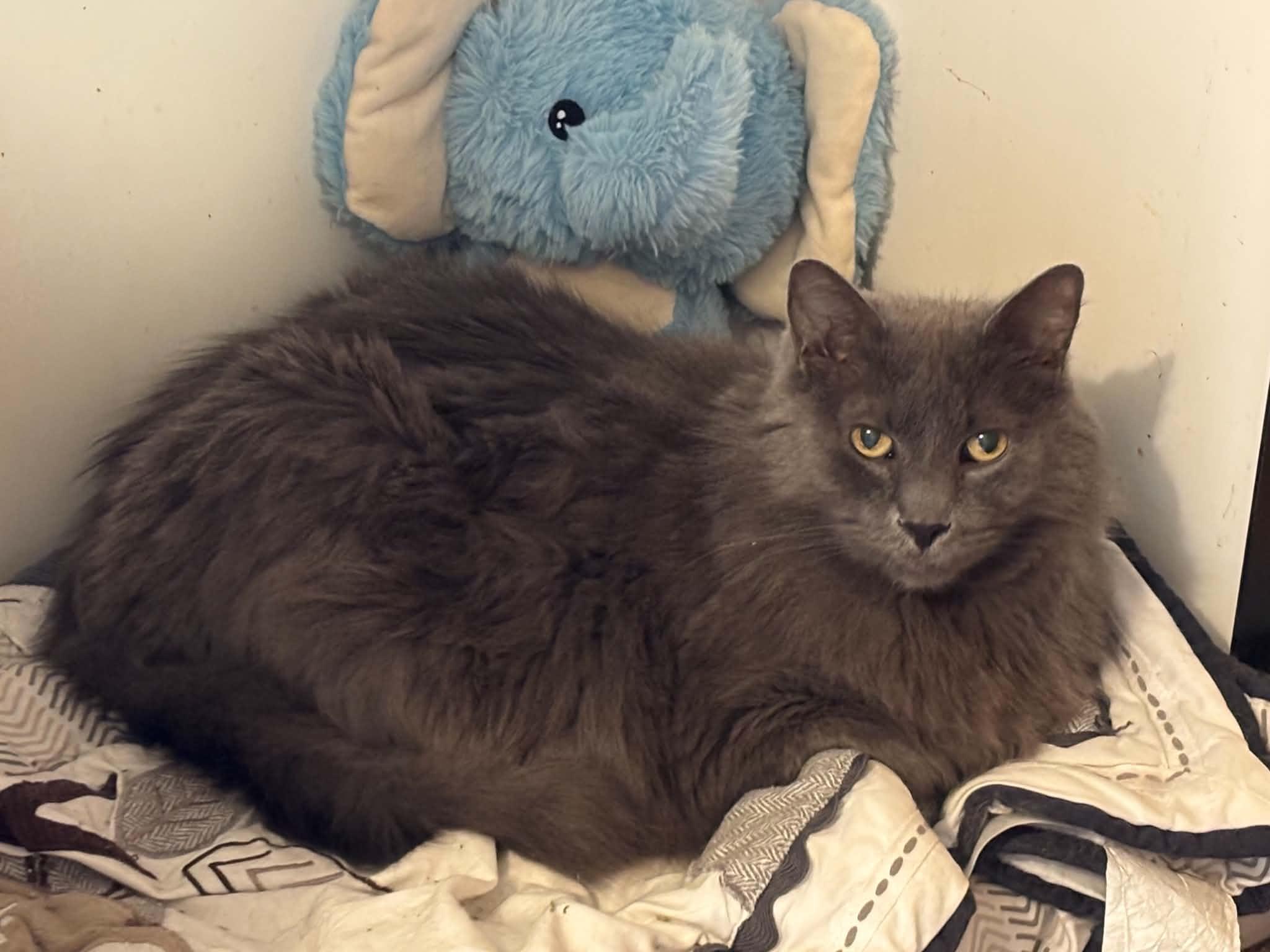Mikey, an adopted Domestic Long Hair in Queenstown, MD image 4/4