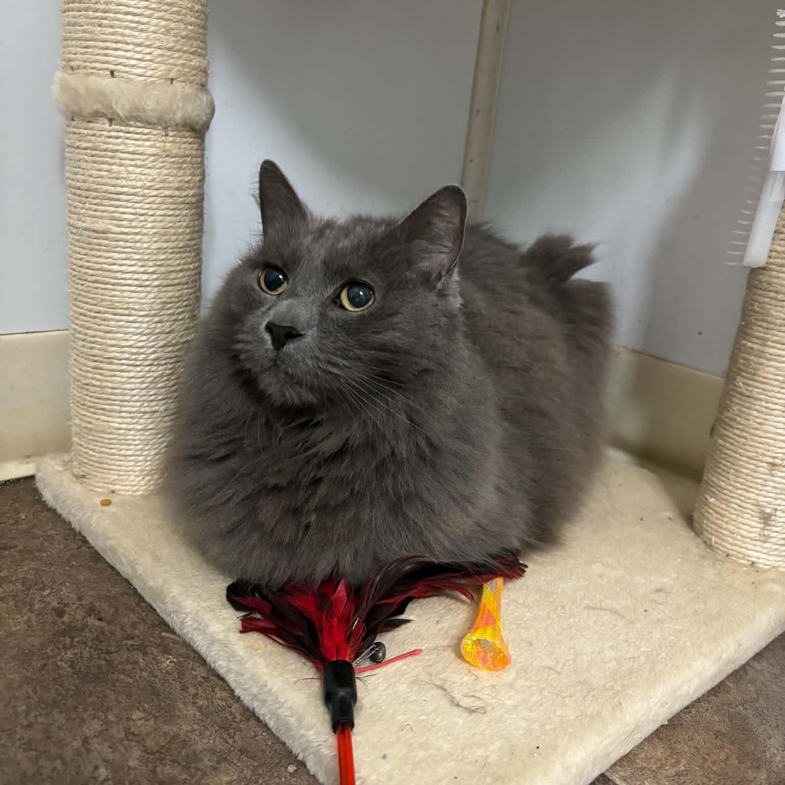 Mikey, adopted, Senior Male Domestic Long Hair.