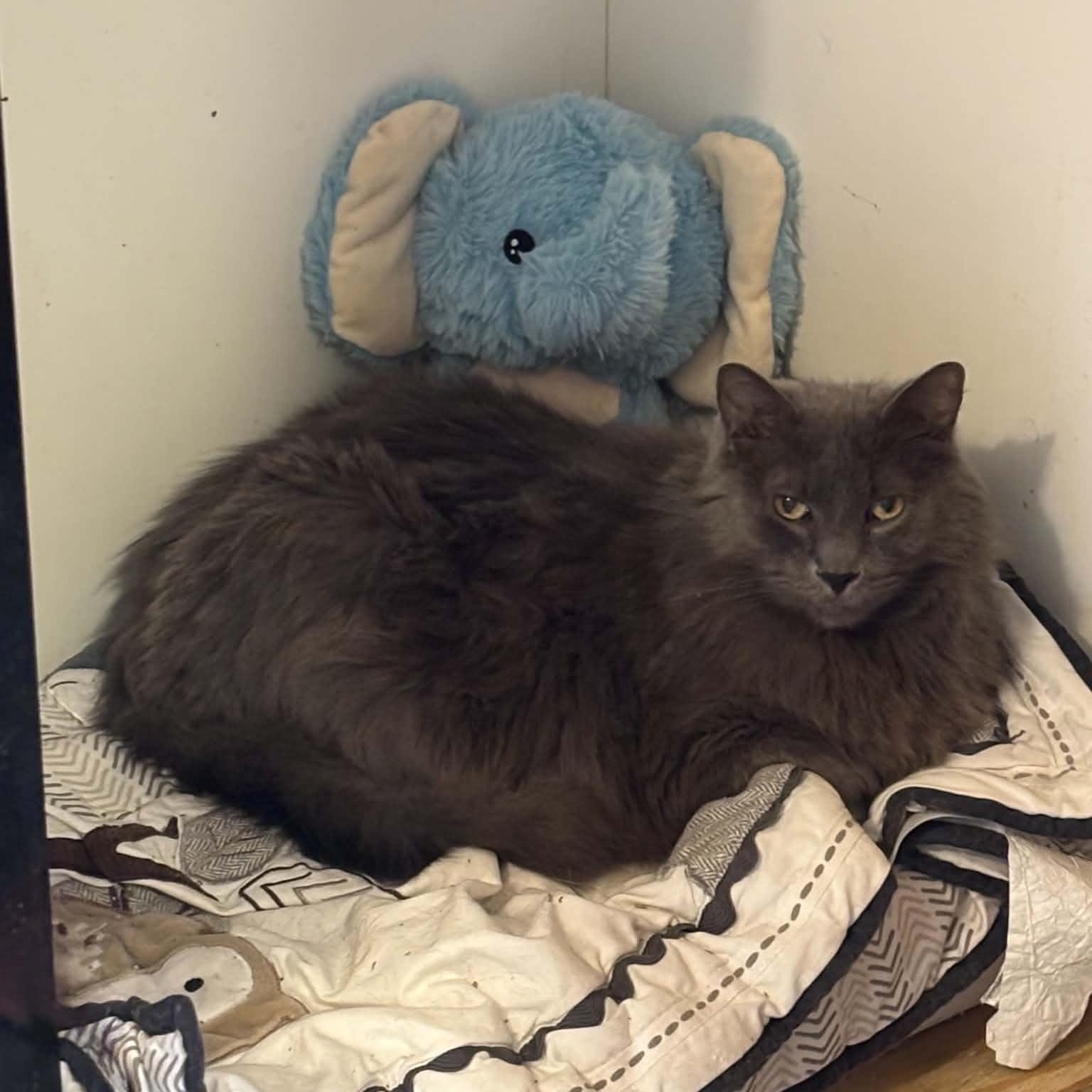 Mikey, an adopted Domestic Long Hair in Queenstown, MD image 3/4