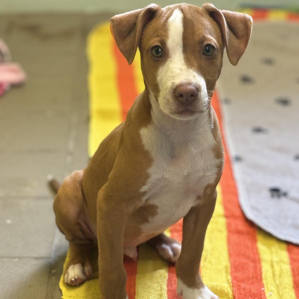 Tater Tot, Adoptable, Young Male Mixed Breed.