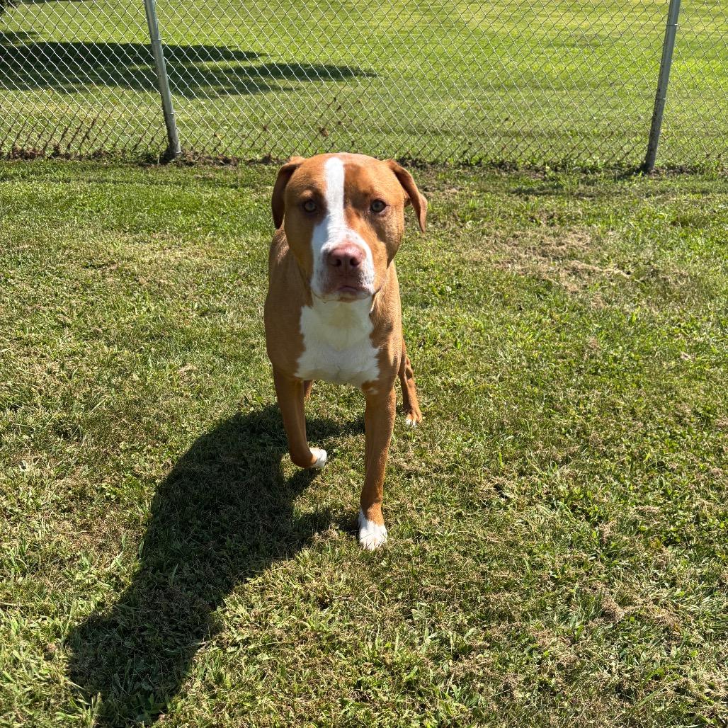 Enlarge Tater Tot, a Adoptable Mixed Breed in Marshalltown, IA image 2/4
