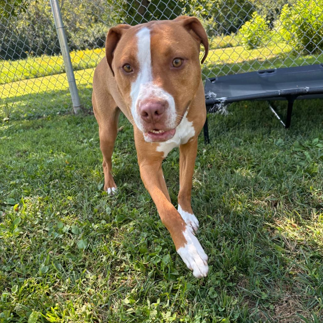 Enlarge Tater Tot, a Adoptable Mixed Breed in Marshalltown, IA image 3/4
