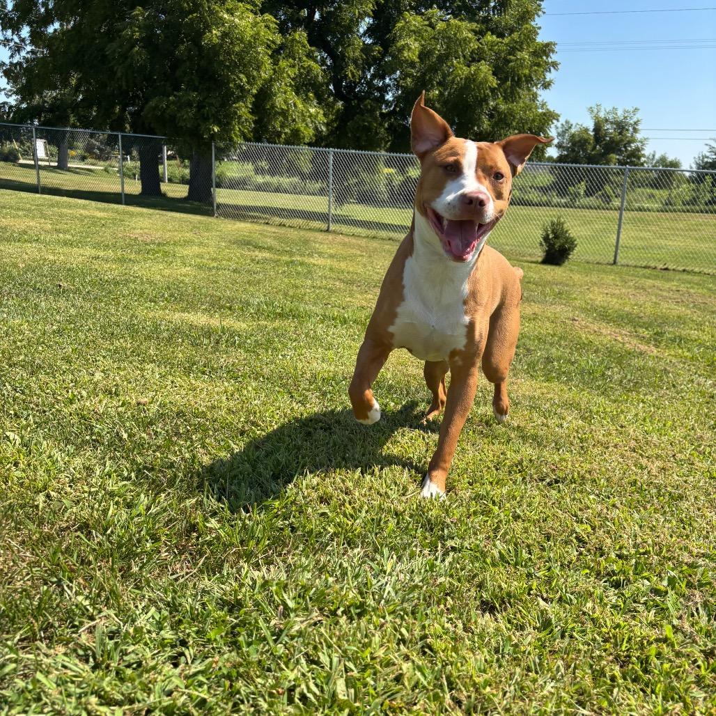 Enlarge Tater Tot, a Adoptable Mixed Breed in Marshalltown, IA image 4/4