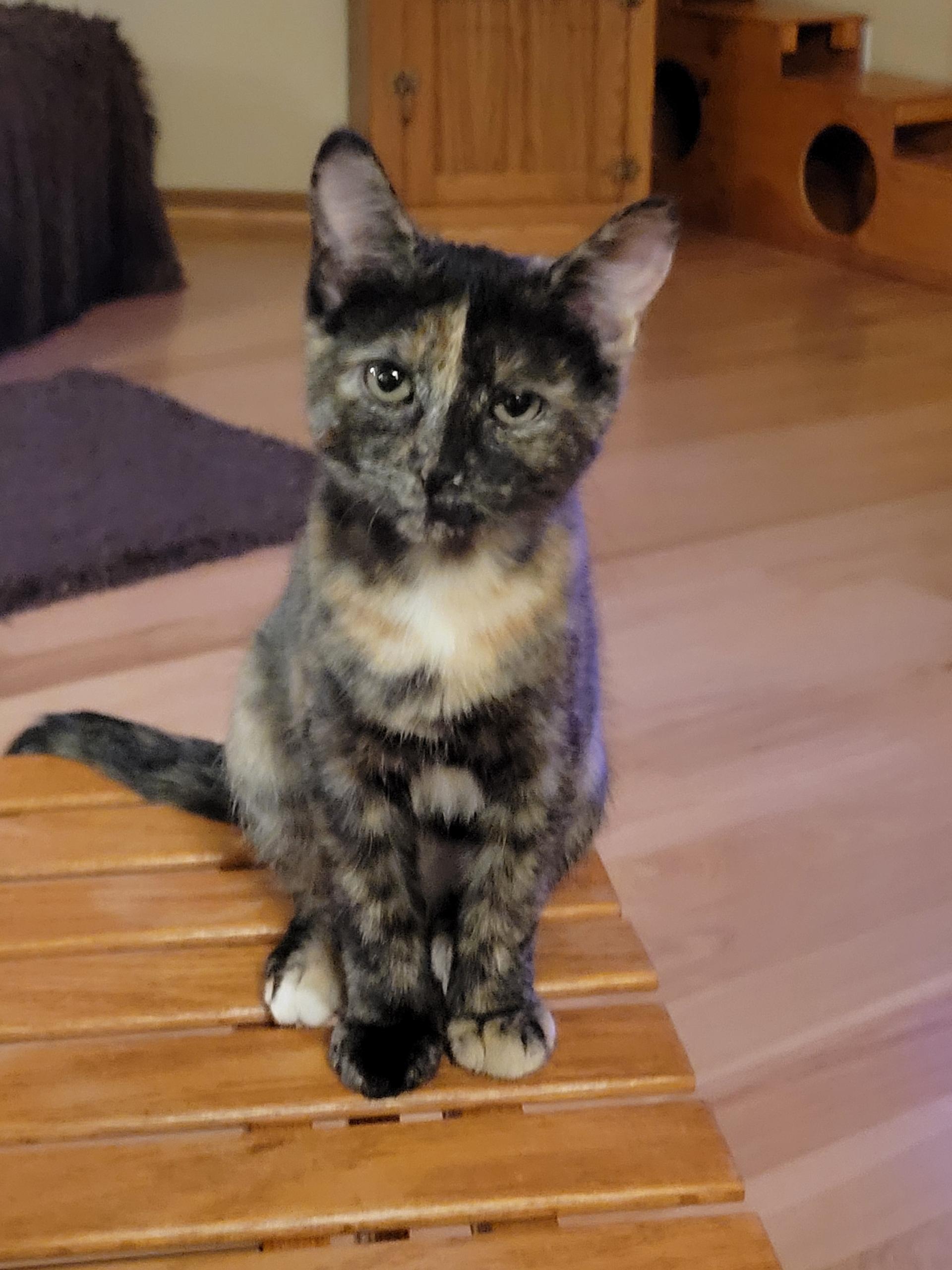 Sydney, a Adoptable Tortoiseshell in Wadsworth, IL image 1/4
