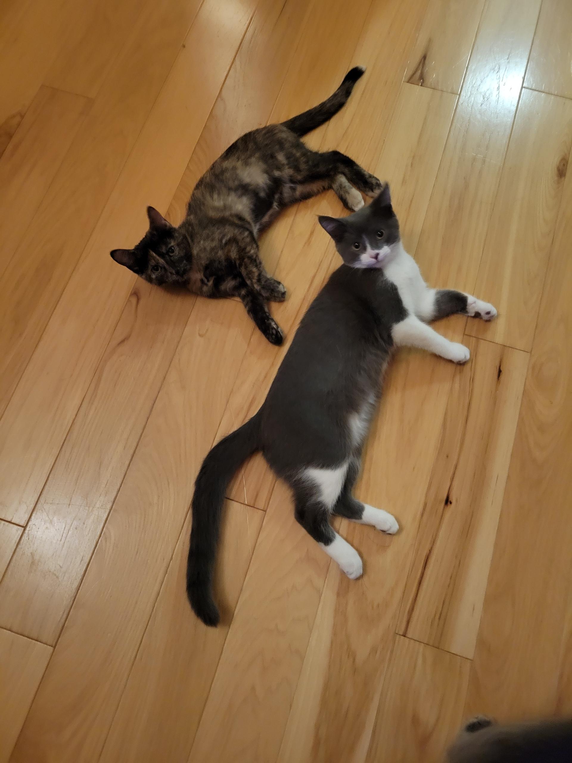 Sydney, a Adoptable Tortoiseshell in Wadsworth, IL image 2/4