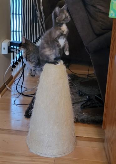 Sydney, a Adoptable Tortoiseshell in Wadsworth, IL image 4/4