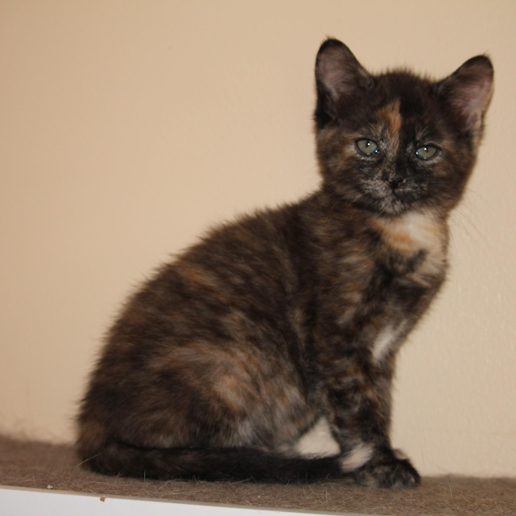 Sydney, Adoptable, Kitten Female Tortoiseshell.