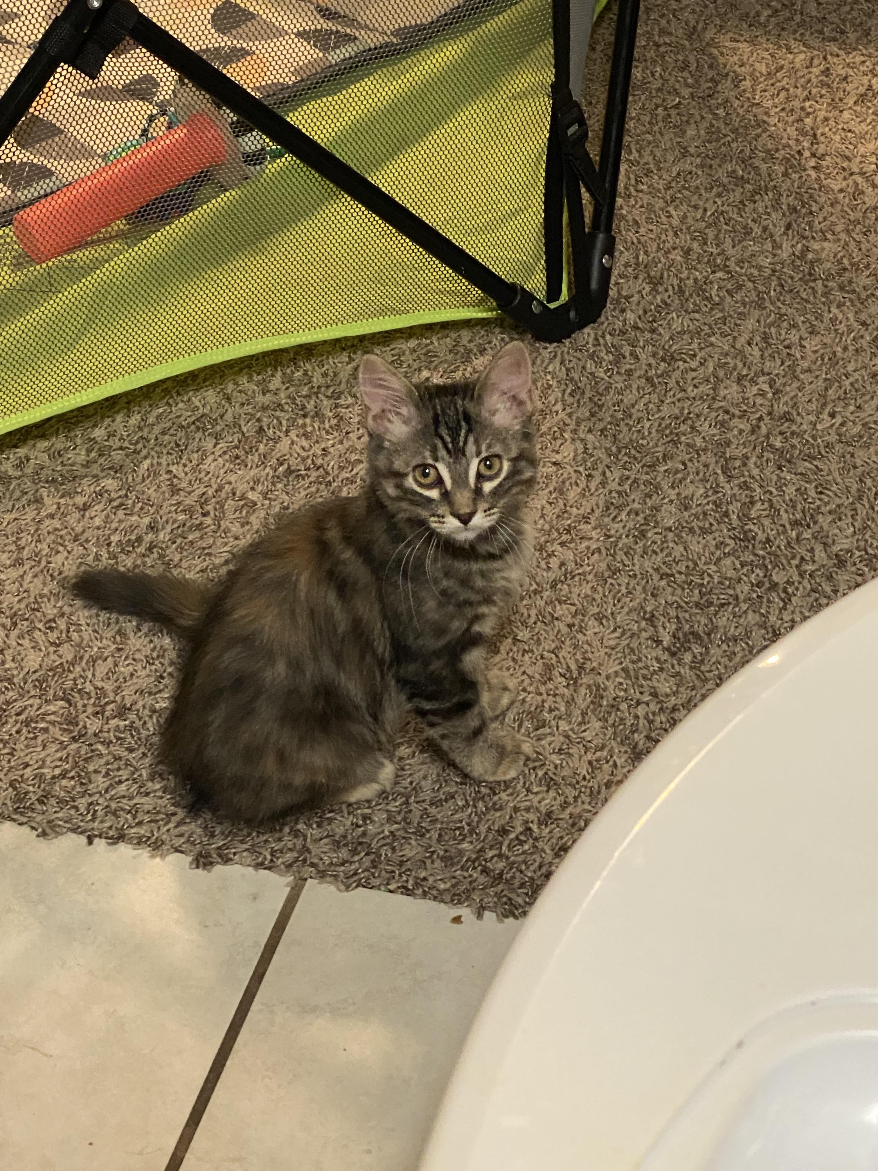 Cat for adoption Priscilla, a Domestic Medium Hair Mix in Litchfield