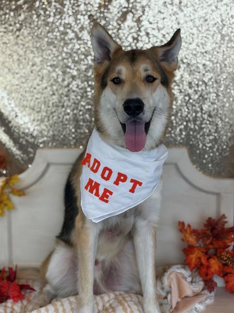 TEDDY, Adoptable, Adult Male German Shepherd Dog.