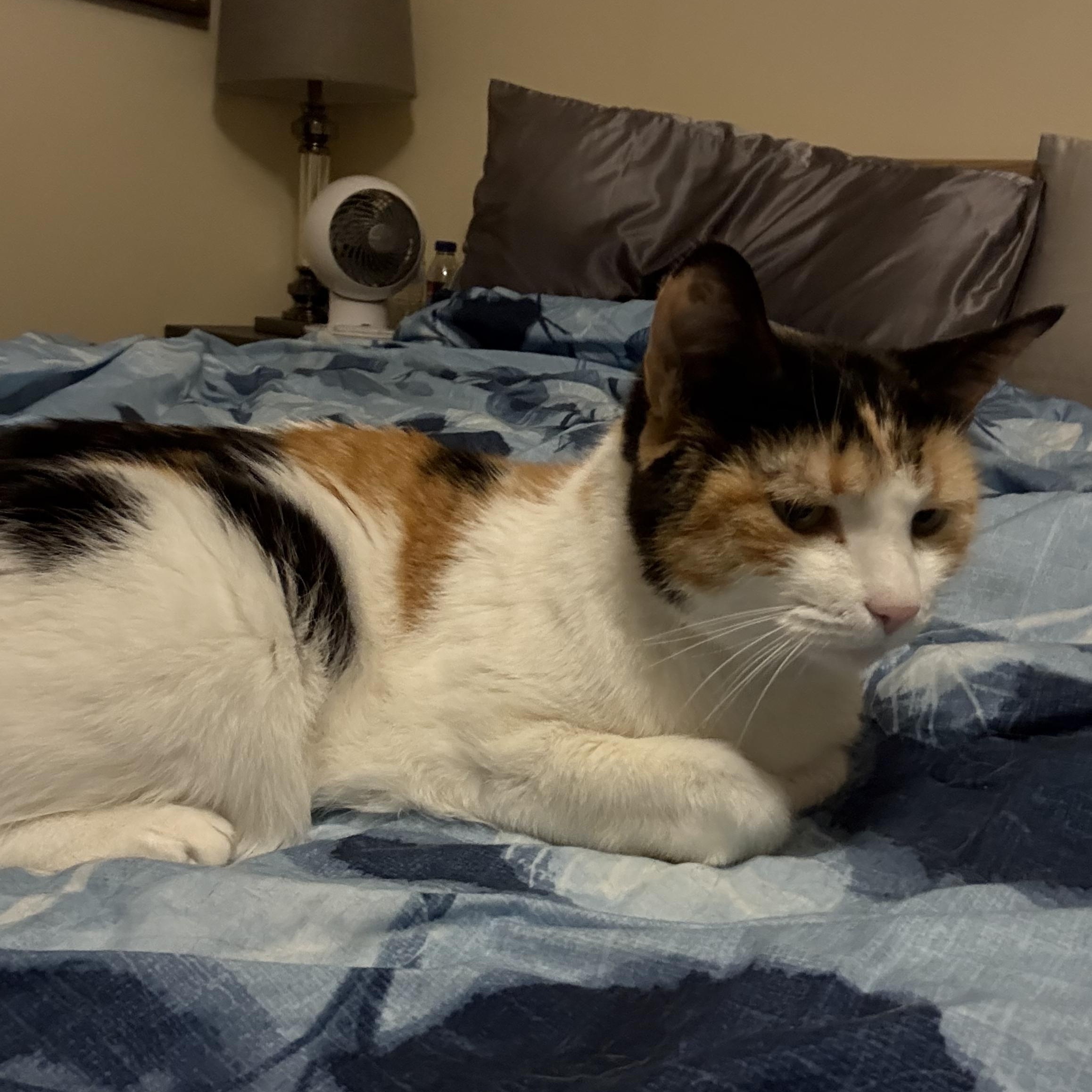 Enlarge Bella, a Adoptable Calico in Northumberland, PA image 2/3