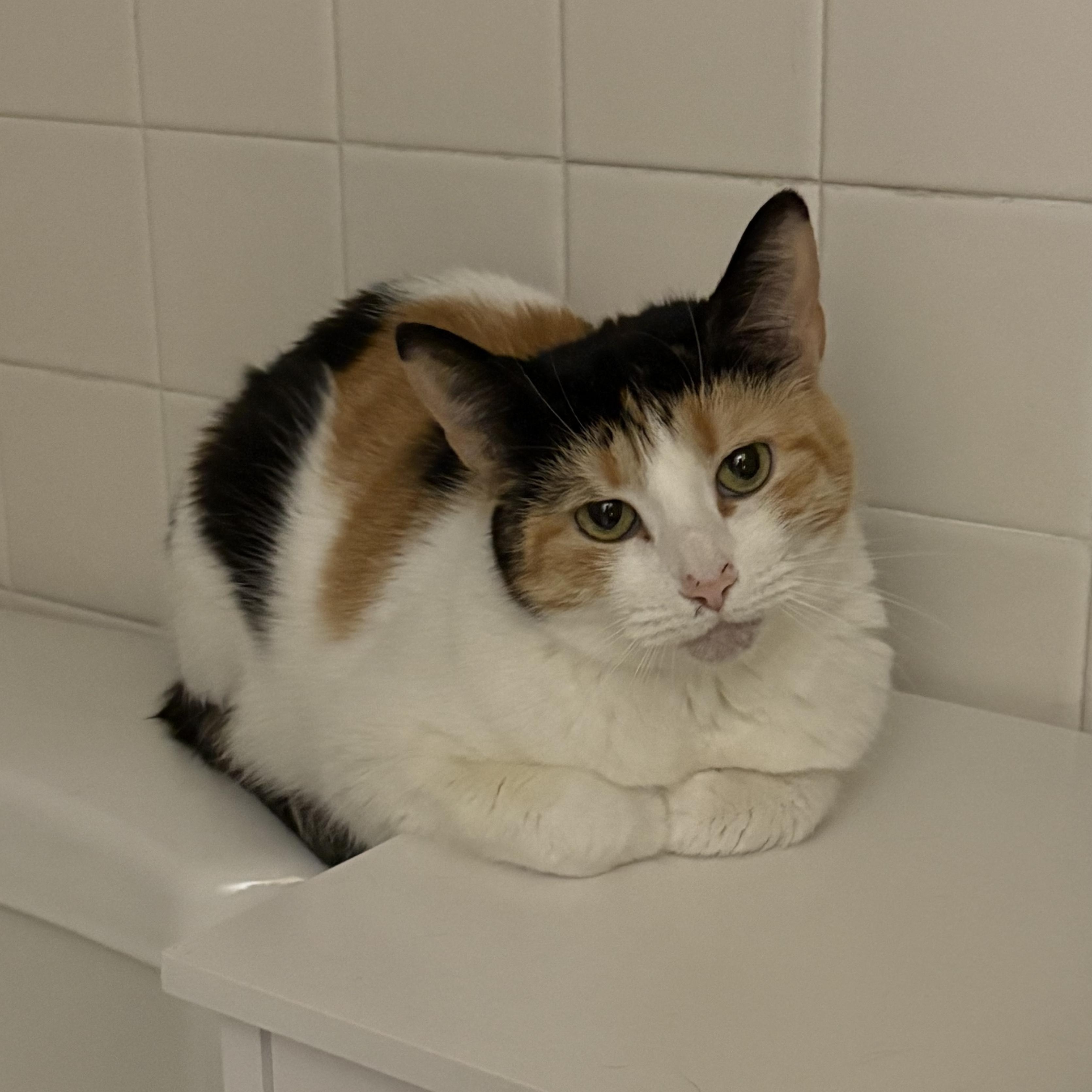 Bella, Adoptable, Adult Female Calico.