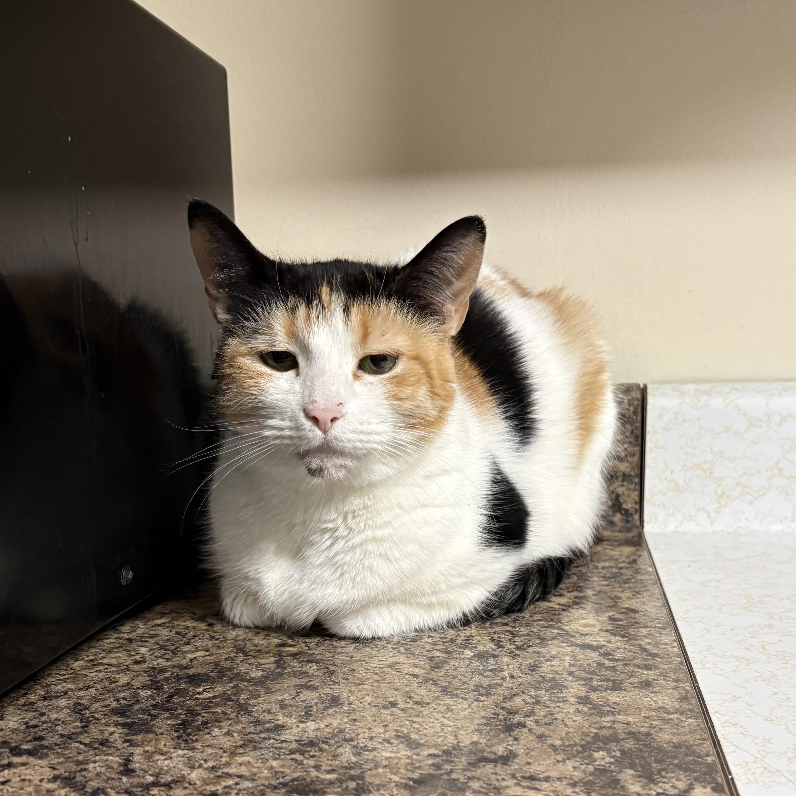 Enlarge Bella, a Adoptable Calico in Northumberland, PA image 3/3