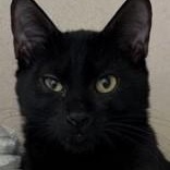 Enlarge Pfeiffer, a Adoptable Domestic Short Hair in Santa Cruz, CA image 2/5