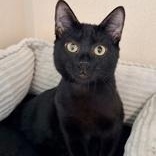Enlarge Pfeiffer, a Adoptable Domestic Short Hair in Santa Cruz, CA image 3/5