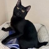 Enlarge Pfeiffer, a Adoptable Domestic Short Hair in Santa Cruz, CA image 5/5