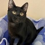 Pfeiffer, Adoptable, Kitten Male Domestic Short Hair.