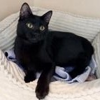 Enlarge Pfeiffer, a Adoptable Domestic Short Hair in Santa Cruz, CA image 4/5
