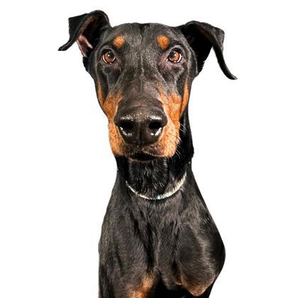 Goose, Adoptable, Adult Male Doberman Pinscher & Mixed Breed.