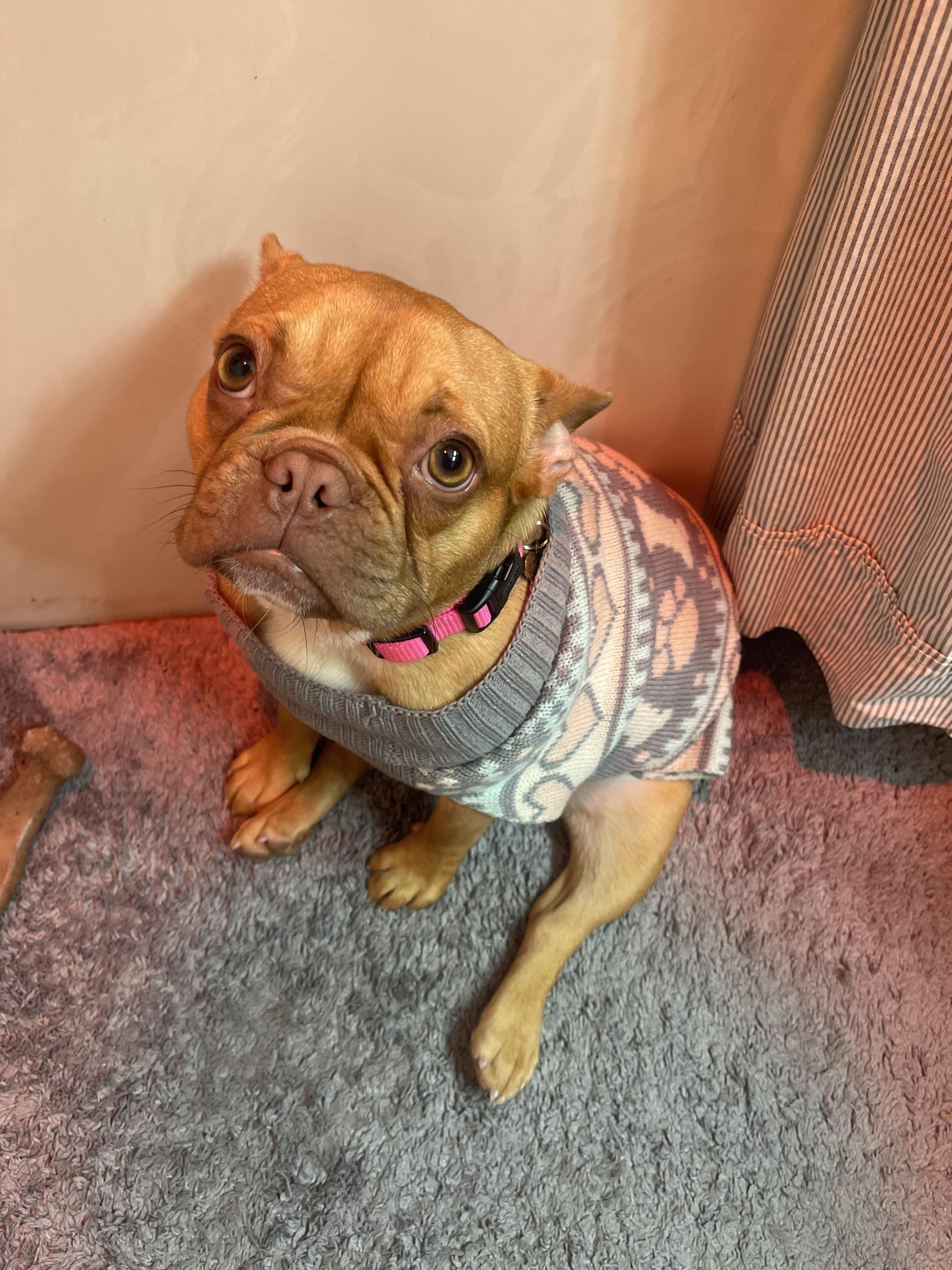 Chanel, a ADOPTABLE French Bulldog in Sacramento, CA image 6/6