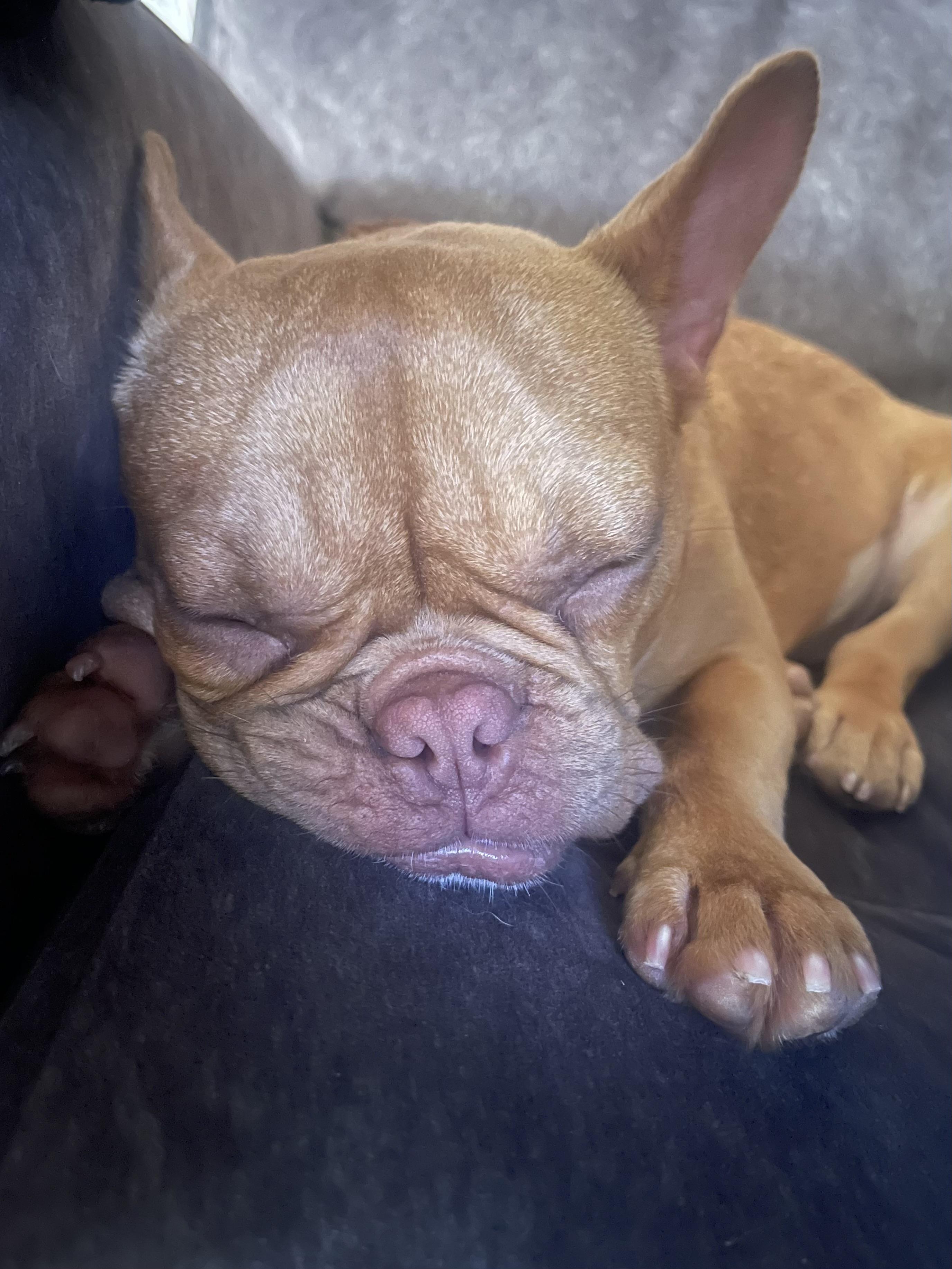 Chanel, a ADOPTABLE French Bulldog in Sacramento, CA image 3/6