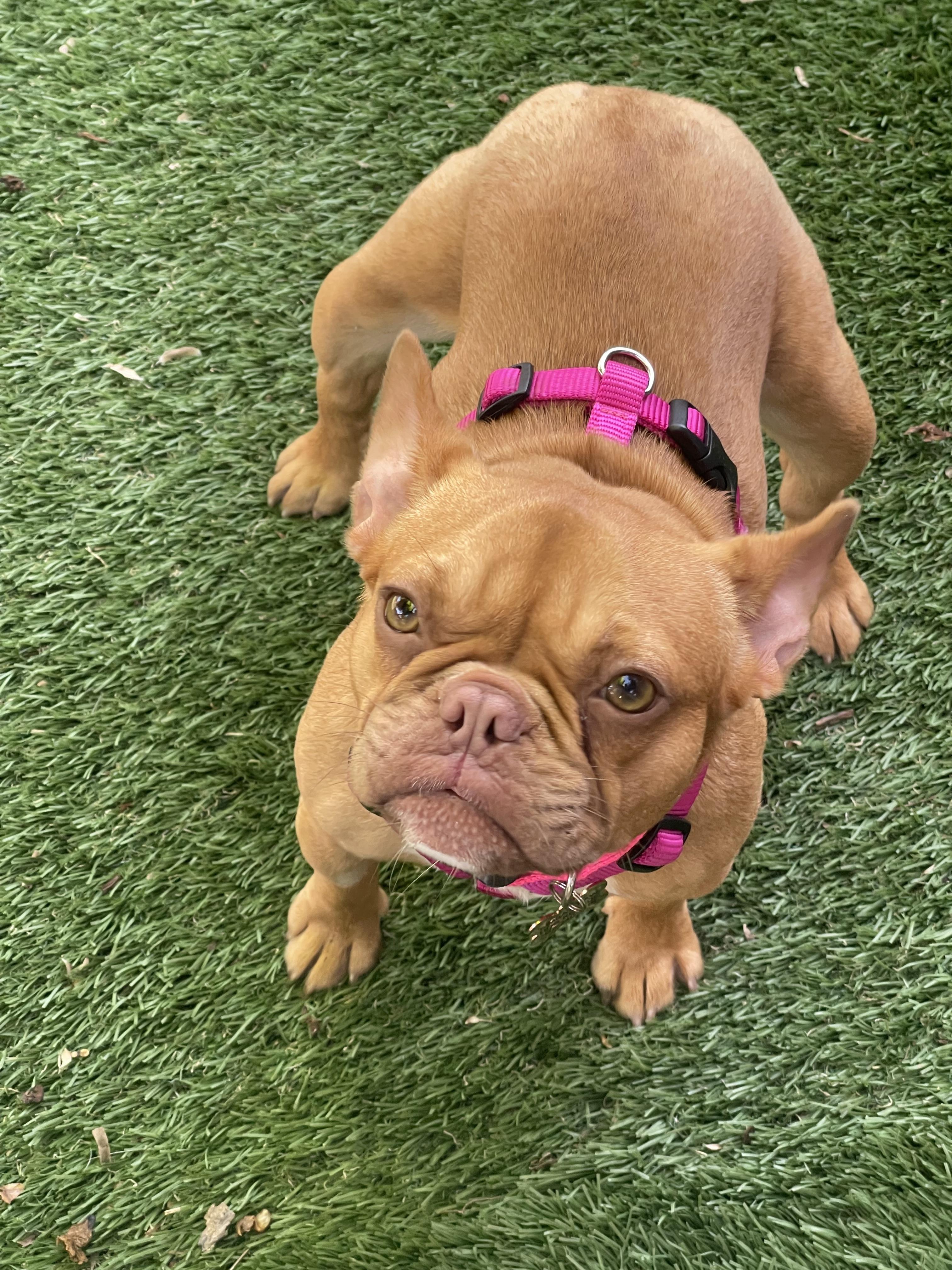 Chanel, a ADOPTABLE French Bulldog in Sacramento, CA image 5/6