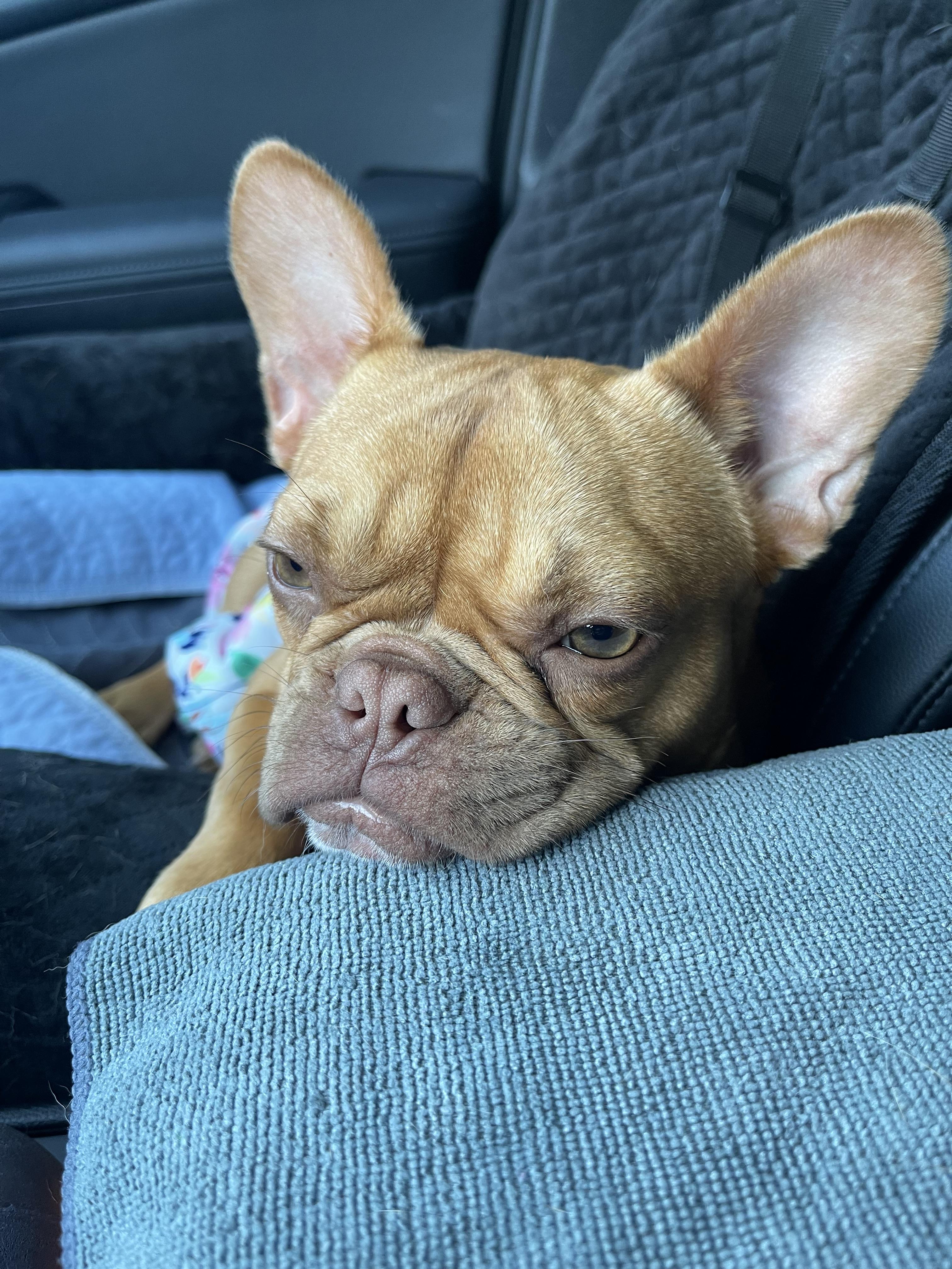 Chanel, a ADOPTABLE French Bulldog in Sacramento, CA image 2/6