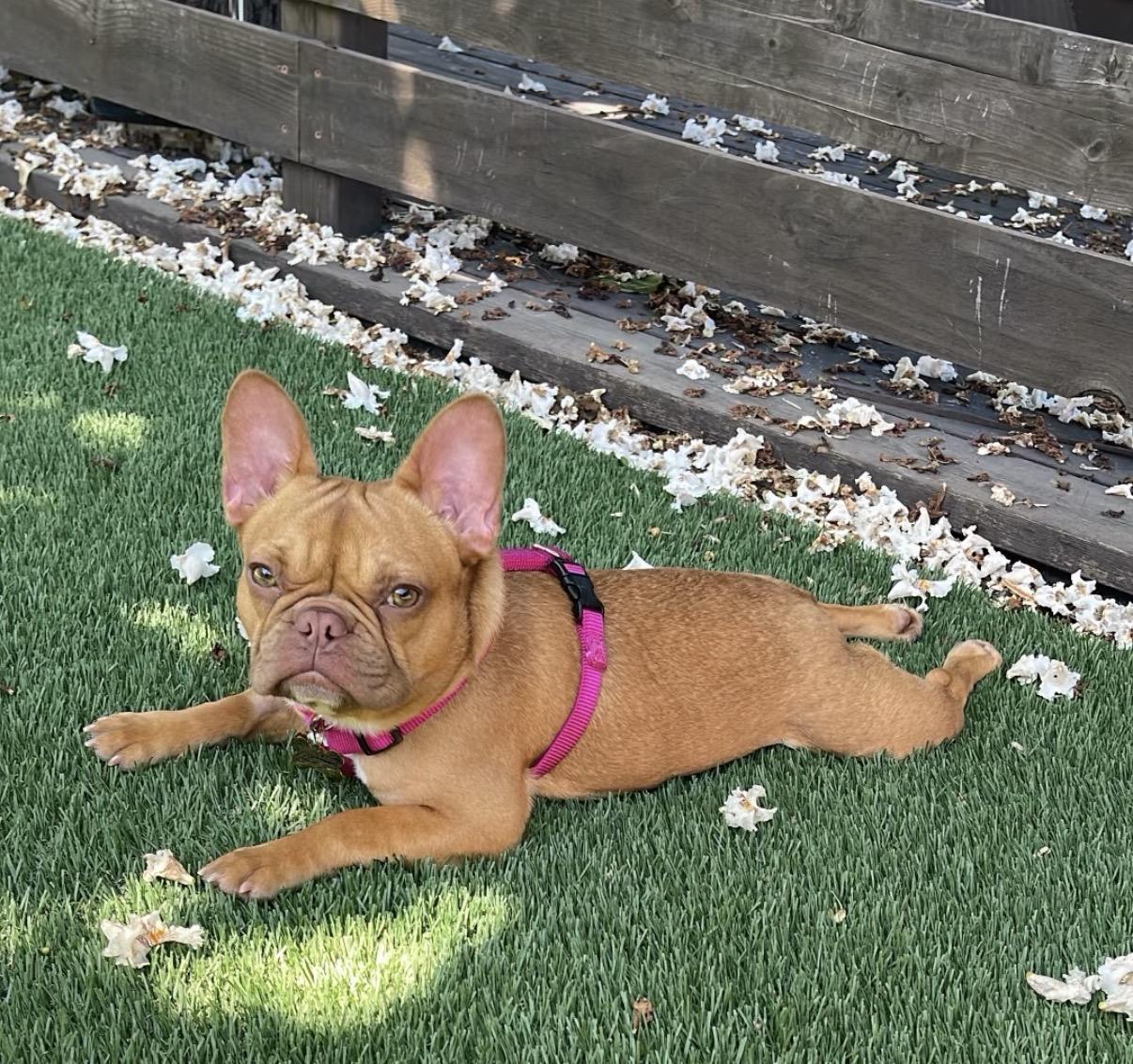 Chanel, a ADOPTABLE French Bulldog in Sacramento, CA image 1/6